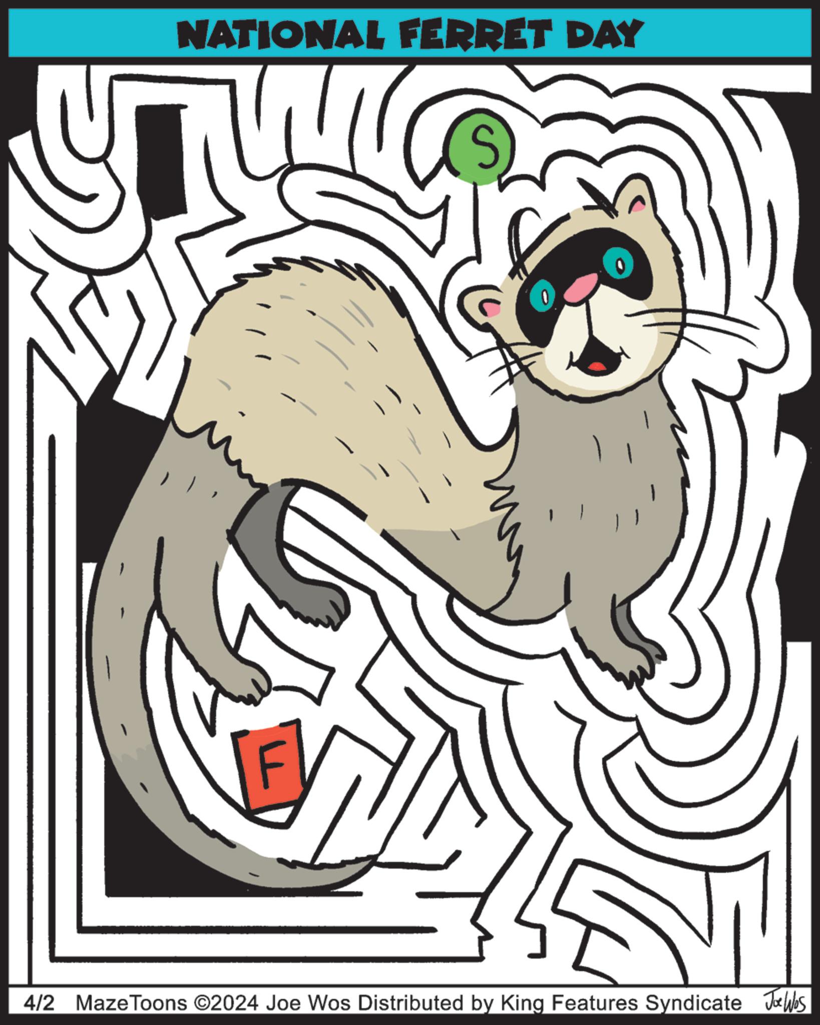 Illustration OCR: NATIONAL FERRET DAY S ??? ? 4/2 Maze Toons ©2024 Joe Wos Distributed by King Features Syndicate Jobs NATIONAL FERRET DAY S ??? ? 4/2 Maze Toons © 2024 Joe Wos Distributed by King Features Syndicate Jobs