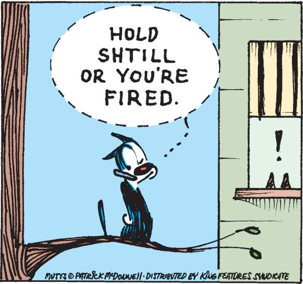 Art OCR: HOLD SHTILL OR YOU'RE FIRED. ! MUTTS © PATRICK M-DOWNE· DISTRIBUTED BY KING FEATURES SYNDICATE HOLD SHTILL OR YOU'RE FIRED . ! MUTTS © PATRICK M - DOWNE · DISTRIBUTED BY KING FEATURES SYNDICATE