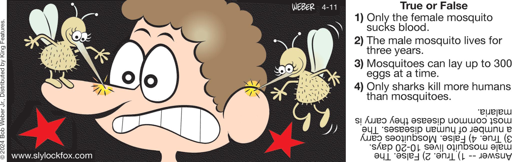 Tail OCR: © 2024 Bob Weber Jr.Distributed by King Features. www.slylockfox.com ? WEBER 4-11 * True or False 1) Only the female mosquito sucks blood. 2) The male mosquito lives for three years. 3) Mosquitoes can lay up to 300 eggs at a time. 4) Only sharks kill more humans than mosquitoes. most common disease they carry is a number of human diseases. The 3) True. 4) False. Mosquitoes carry male mosquito lives 10-20 days. Answer -- 1) True. 2) False. The malaria. © 2024 Bob Weber Jr.Distributed by King Features . www.slylockfox.com ? WEBER 4-11 * True or False 1 ) Only the female mosquito sucks blood . 2 ) The male mosquito lives for three years . 3 ) Mosquitoes can lay up to 300 eggs at a time . 4 ) Only sharks kill more humans than mosquitoes . most common disease they carry is a number of human diseases . The 3 ) True . 4 ) False . Mosquitoes carry male mosquito lives 10-20 days . Answer -- 1 ) True . 2 ) False . The malaria .