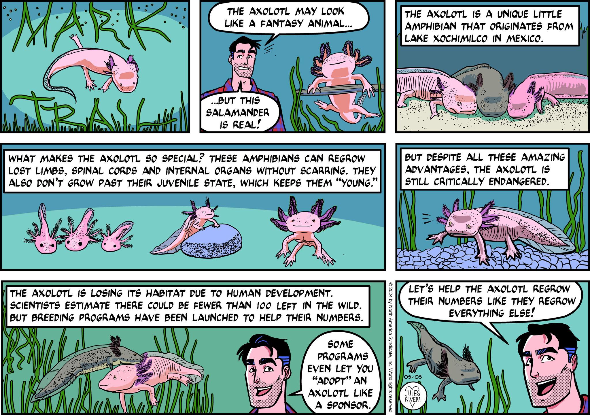 Fictional character OCR: MARK THE AXOLOTL MAY LOOK LIKE A FANTASY ANIMAL... THE AXOLOTL IS A UNIQUE LITTLE AMPHIBIAN THAT ORIGINATES FROM LAKE XOCHIMILCO IN MEXICO. ...BUT THIS SALAMANDER IS REAL! WHAT MAKES THE AXOLOTL SO SPECIAL? THESE AMPHIBIANS CAN REGROW LOST LIMBSSPINAL CORDS AND INTERNAL ORGANS WITHOUT SCARRING. THEY ALSO DON'T GROW PAST THEIR JUVENILE STATEWHICH KEEPS THEM "YOUNG." BUT DESPITE ALL THESE AMAZING ADVANTAGESTHE AXOLOTL IS STILL CRITICALLY ENDANGERED. LET'S HELP THE AXOLOTL REGROW THEIR NUMBERS LIKE THEY REGROW EVERYTHING ELSE! O2024 by North America SyndicateInc. World rights reserved THE AXOLOTL IS LOSING ITS HABITAT DUE TO HUMAN DEVELOPMENT. SCIENTISTS ESTIMATE THERE COULD BE FEWER THAN 100 LEFT IN THE WILD. BUT BREEDING PROGRAMS HAVE BEEN LAUNCHED TO HELP THEIR NUMBERS. NO SOME PROGRAMS EVEN LET YOU "ADOPT" AN AXOLOTL LIKE A SPONSOR. 05-05 JULES RIVERA MARK THE AXOLOTL MAY LOOK LIKE A FANTASY ANIMAL ... THE AXOLOTL IS A UNIQUE LITTLE AMPHIBIAN THAT ORIGINATES FROM LAKE XOCHIMILCO IN MEXICO . ... BUT THIS SALAMANDER IS REAL ! WHAT MAKES THE AXOLOTL SO SPECIAL ? THESE AMPHIBIANS CAN REGROW LOST LIMBSSPINAL CORDS AND INTERNAL ORGANS WITHOUT SCARRING . THEY ALSO DON'T GROW PAST THEIR JUVENILE STATEWHICH KEEPS THEM " YOUNG . " BUT DESPITE ALL THESE AMAZING ADVANTAGESTHE AXOLOTL IS STILL CRITICALLY ENDANGERED . LET'S HELP THE AXOLOTL REGROW THEIR NUMBERS LIKE THEY REGROW EVERYTHING ELSE ! O2024 by North America SyndicateInc. World rights reserved THE AXOLOTL IS LOSING ITS HABITAT DUE TO HUMAN DEVELOPMENT . SCIENTISTS ESTIMATE THERE COULD BE FEWER THAN 100 LEFT IN THE WILD . BUT BREEDING PROGRAMS HAVE BEEN LAUNCHED TO HELP THEIR NUMBERS . NO SOME PROGRAMS EVEN LET YOU " ADOPT " AN AXOLOTL LIKE A SPONSOR . 05-05 JULES RIVERA