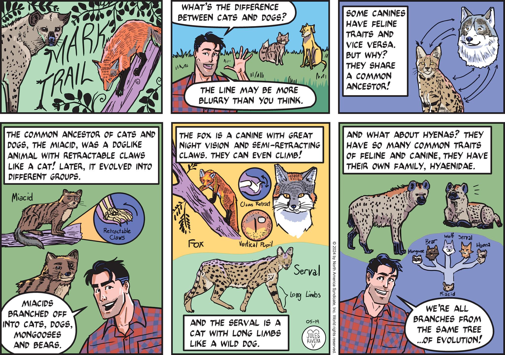 Font OCR: MARK TRAIL 44177 THE COMMON ANCESTOR OF CATS AND DOGSWAS A DOGLIKE ANIMAL WITH RETRACTABLE CLAWS LIKE A CAT! LATERIT EVOLVED INTO DIFFERENT GROUPS. Miacid WHAT'S THE DIFFERENCE BETWEEN CATS AND DOGS? 11/111 MI SOME CANINES HAVE FELINE TRAITS AND VICE VERSA. BUT WHY? THEY SHARE A COMMON ANCESTOR! THE LINE MAY BE MORE BLURRY THAN YOU THINK. THE FOX IS A CANINE WITH GREAT NIGHT VISION AND SEMI-RETRACTING CLAWS. THEY CAN EVEN CLIMB! AND WHAT ABOUT HYENAS? THEY HAVE SO MANY COMMON TRAITS OF FELINE AND CANINETHEY HAVE THEIR OWN FAMILYHYAENIDAE. ??????? Retractable Claws Claus Retract Fox Vertical Pupil MIACIDS BRANCHED OFF INTO CATSMONGOOSES AND BEARS. AND THE SERVAL IS A CAT WITH LONG LIMBS LIKE A WILD DOG. Serval •Long Limbs 05-19 JULES RIVERA V 2024 by North America SyndicateInc. World rights reserved Mongoose Bear wolf serval Hyena Miacid WE'RE ALL BRANCHES FROM THE SAME TREE ...OF EVOLUTION! MARK TRAIL 44177 THE COMMON ANCESTOR OF CATS AND DOGSTHE MIACIDWAS A DOGLIKE ANIMAL WITH RETRACTABLE CLAWS LIKE A CAT ! LATERIT EVOLVED INTO DIFFERENT GROUPS . Miacid WHAT'S THE DIFFERENCE BETWEEN CATS AND DOGS ? 11/111 MI SOME CANINES HAVE FELINE TRAITS AND VICE VERSA . BUT WHY ? THEY SHARE A COMMON ANCESTOR ! THE LINE MAY BE MORE BLURRY THAN YOU THINK . THE FOX IS A CANINE WITH GREAT NIGHT VISION AND SEMI - RETRACTING CLAWS . THEY CAN EVEN CLIMB ! AND WHAT ABOUT HYENAS ? THEY HAVE SO MANY COMMON TRAITS OF FELINE AND CANINETHEY HAVE THEIR OWN FAMILYHYAENIDAE . ??????? Retractable Claws Claus Retract Fox Vertical Pupil MIACIDS BRANCHED OFF INTO CATSMONGOOSES AND BEARS . AND THE SERVAL IS A CAT WITH LONG LIMBS LIKE A WILD DOG . Serval • Long Limbs 05-19 JULES RIVERA V 2024 by North America SyndicateInc. World rights reserved Mongoose Bear wolf serval Hyena Miacid WE'RE ALL BRANCHES FROM THE SAME TREE ... OF EVOLUTION !