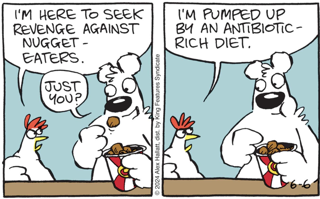 Font OCR: I'M HERE TO SEEK REVENGE AGAINST NUGGET- EATERS. JUST YOU? © 2024 Alex Hallattdist. by King Features Syndicate I'M PUMPED UP BY AN ANTIBIOTIC- RICH DIET. m 6-6 I'M HERE TO SEEK REVENGE AGAINST NUGGET- EATERS . JUST YOU ? © 2024 Alex Hallattdist . by King Features Syndicate I'M PUMPED UP BY AN ANTIBIOTIC- RICH DIET . m 6-6