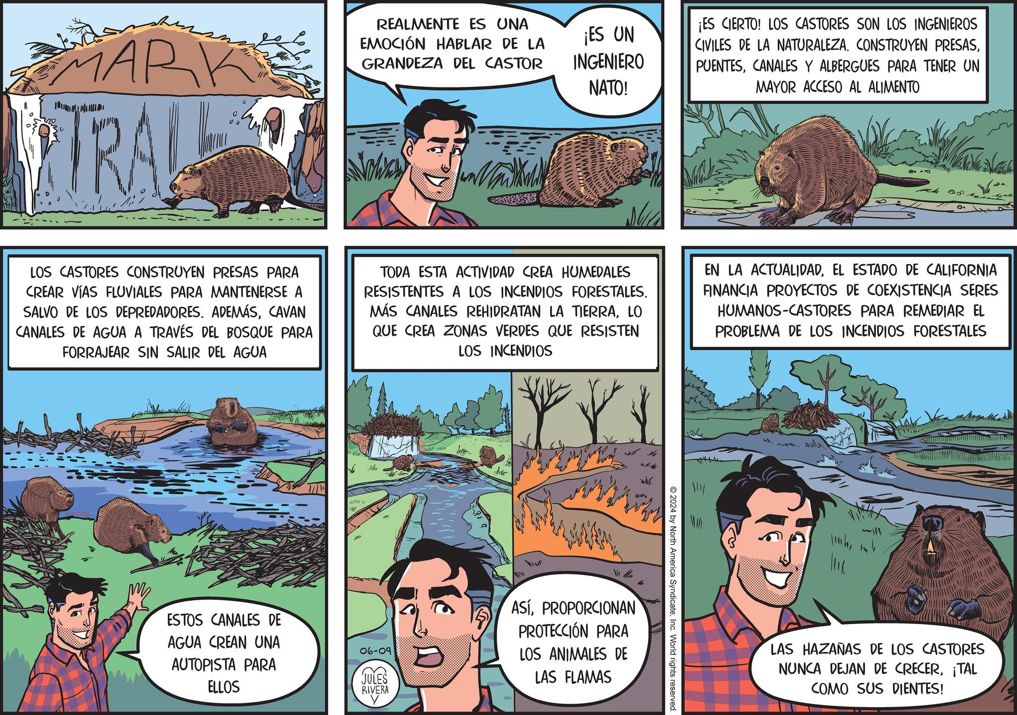 Terrestrial plant OCR: MARK TRAL REALMENTE ES UNA EMOCIÓN HABLAR DE LA GRANDEZA DEL CASTOR Nower ¡ES UN INGENIERO NATO! ¡ES CIERTO! LOS CASTORES SON LOS INGENIEROS CIVILES DE LA NATURALEZA. CONSTRUYEN PRESASCANALES Y ALBERGUES PARA TENER UN MAYOR ACCESO AL ALIMENTO 08 LOS CASTORES CONSTRUYEN PRESAS PARA CREAR VÍAS FLUVIALES PARA MANTENERSE A SALVO DE LOS DEPREDADORES. ADEMÁSCAVAN CANALES DE AGUA A TRAVÉS DEL BOSQUE PARA FORRAJEAR SIN SALIR DEL AGUA TODA ESTA ACTIVIDAD CREA HUMEDALES RESISTENTES A LOS INCENDIOS FORESTALES. MÁS CANALES REHIDRATAN LA TIERRALO QUE CREA ZONAS VERDES QUE RESISTEN LOS INCENDIOS EN LA ACTUALIDADEL ESTADO DE CALIFORNIA FINANCIA PROYECTOS DE COEXISTENCIA SERES HUMANOS-CASTORES PARA REMEDIAR EL PROBLEMA DE LOS INCENDIOS FORESTALES HIV ESTOS CANALES DE AGUA CREAN UNA AUTOPISTA PARA ELLOS 06-09 JULES RIVERA ASÍPROPORCIONAN PROTECCIÓN PARA LOS ANIMALES DE LAS FLAMAS 2024 by North America SyndicateInc. World rights reserved. LAS HAZANAS DE LOS CASTORES NUNCA DEJAN DE CRECER¡TAL COMO SUS DIENTES! MARK TRAL REALMENTE ES UNA EMOCIÓN HABLAR DE LA GRANDEZA DEL CASTOR Nower ¡ ES UN INGENIERO NATO ! ¡ ES CIERTO ! LOS CASTORES SON LOS INGENIEROS CIVILES DE LA NATURALEZA . CONSTRUYEN PRESASCANALES Y ALBERGUES PARA TENER UN MAYOR ACCESO AL ALIMENTO 08 LOS CASTORES CONSTRUYEN PRESAS PARA CREAR VÍAS FLUVIALES PARA MANTENERSE A SALVO DE LOS DEPREDADORES . ADEMÁSCAVAN CANALES DE AGUA A TRAVÉS DEL BOSQUE PARA FORRAJEAR SIN SALIR DEL AGUA TODA ESTA ACTIVIDAD CREA HUMEDALES RESISTENTES A LOS INCENDIOS FORESTALES . MÁS CANALES REHIDRATAN LA TIERRALO QUE CREA ZONAS VERDES QUE RESISTEN LOS INCENDIOS EN LA ACTUALIDADEL ESTADO DE CALIFORNIA FINANCIA PROYECTOS DE COEXISTENCIA SERES HUMANOS - CASTORES PARA REMEDIAR EL PROBLEMA DE LOS INCENDIOS FORESTALES HIV ESTOS CANALES DE AGUA CREAN UNA AUTOPISTA PARA ELLOS 06-09 JULES RIVERA ASÍPROPORCIONAN PROTECCIÓN PARA LOS ANIMALES DE LAS FLAMAS 2024 by North America SyndicateInc. World rights reserved . LAS HAZANAS DE LOS CASTORES NUNCA DEJAN DE CRECER¡ TAL COMO SUS DIENTES !