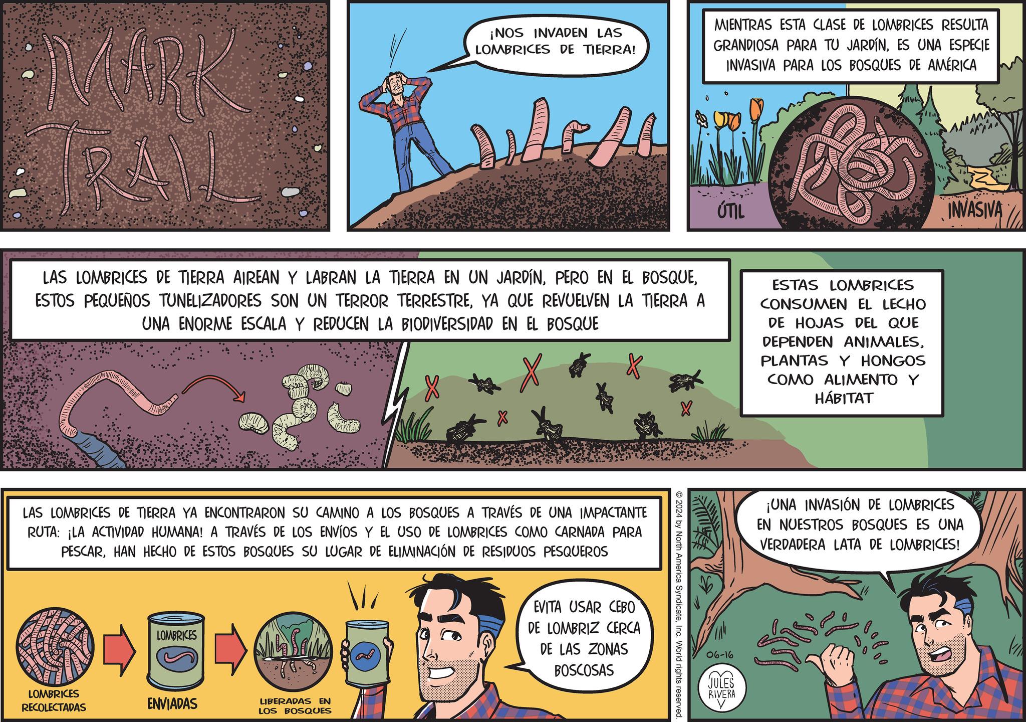 Comic book OCR: MARK RAV ¡NOS INVADEN LAS LOMBRICES DE TIERRA! MIENTRAS ESTA CLASE DE LOMBRICES RESULTA GRANDIOSA PARA TU JARDÍNES UNA ESPECIE INVASIVA PARA LOS BOSQUES DE AMÉRICA ???? ÚTIL LAS LOMBRICES DE TIERRA AIREAN Y LABRAN LA TIERRA EN UN JARDÍNYA QUE REVUELVEN LA TIERRA A UNA ENORME ESCALA Y REDUCEN LA BIODIVERSIDAD EN EL BOSQUE ESTAS LOMBRICES CONSUMEN EL LECHO DE HOJAS DEL QUE DEPENDEN ANIMALESPLANTAS Y HONGOS COMO ALIMENTO Y HÁBITAT LAS LOMBRICES DE TIERRA YA ENCONTRARON SU CAMINO A LOS BOSQUES A TRAVÉS DE UNA IMPACTANTE RUTA: ¡LA ACTIVIDAD HUMANA! A TRAVÉS DE LOS ENVÍOS Y EL USO DE LOMBRICES COMO CARNADA PARA PESCARHAN HECHO DE ESTOS BOSQUES SU LUGAR DE ELIMINACIÓN DE RESIDUOS PESQUEROS LOMBRICES LOMBRICES RECOLECTADAS ENVIADAS LIBERADAS EN LOS BOSQUES EVITA USAR CEBO DE LOMBRIZ CERCA DE LAS ZONAS BOSCOSAS 2024 by North America SyndicateInc. World rights reserved 06-16 JULES RIVERA INVASIVA ¡UNA INVASIÓN DE LOMBRICES EN NUESTROS BOSQUES ES UNA VERDADERA LATA DE LOMBRICES! MARK RAV ¡ NOS INVADEN LAS LOMBRICES DE TIERRA ! MIENTRAS ESTA CLASE DE LOMBRICES RESULTA GRANDIOSA PARA TU JARDÍNES UNA ESPECIE INVASIVA PARA LOS BOSQUES DE AMÉRICA ???? ÚTIL LAS LOMBRICES DE TIERRA AIREAN Y LABRAN LA TIERRA EN UN JARDÍNPERO EN EL BOSQUEESTOS PEQUEÑOS TUNELIZADORES SON UN TERROR TERRESTREYA QUE REVUELVEN LA TIERRA A UNA ENORME ESCALA Y REDUCEN LA BIODIVERSIDAD EN EL BOSQUE ESTAS LOMBRICES CONSUMEN EL LECHO DE HOJAS DEL QUE DEPENDEN ANIMALESPLANTAS Y HONGOS COMO ALIMENTO Y HÁBITAT LAS LOMBRICES DE TIERRA YA ENCONTRARON SU CAMINO A LOS BOSQUES A TRAVÉS DE UNA IMPACTANTE RUTA : ¡ LA ACTIVIDAD HUMANA ! A TRAVÉS DE LOS ENVÍOS Y EL USO DE LOMBRICES COMO CARNADA PARA PESCARHAN HECHO DE ESTOS BOSQUES SU LUGAR DE ELIMINACIÓN DE RESIDUOS PESQUEROS LOMBRICES LOMBRICES RECOLECTADAS ENVIADAS LIBERADAS EN LOS BOSQUES EVITA USAR CEBO DE LOMBRIZ CERCA DE LAS ZONAS BOSCOSAS 2024 by North America SyndicateInc. World rights reserved 06-16 JULES RIVERA INVASIVA ¡ UNA INVASIÓN DE LOMBRICES EN NUESTROS BOSQUES ES UNA VERDADERA LATA DE LOMBRICES !