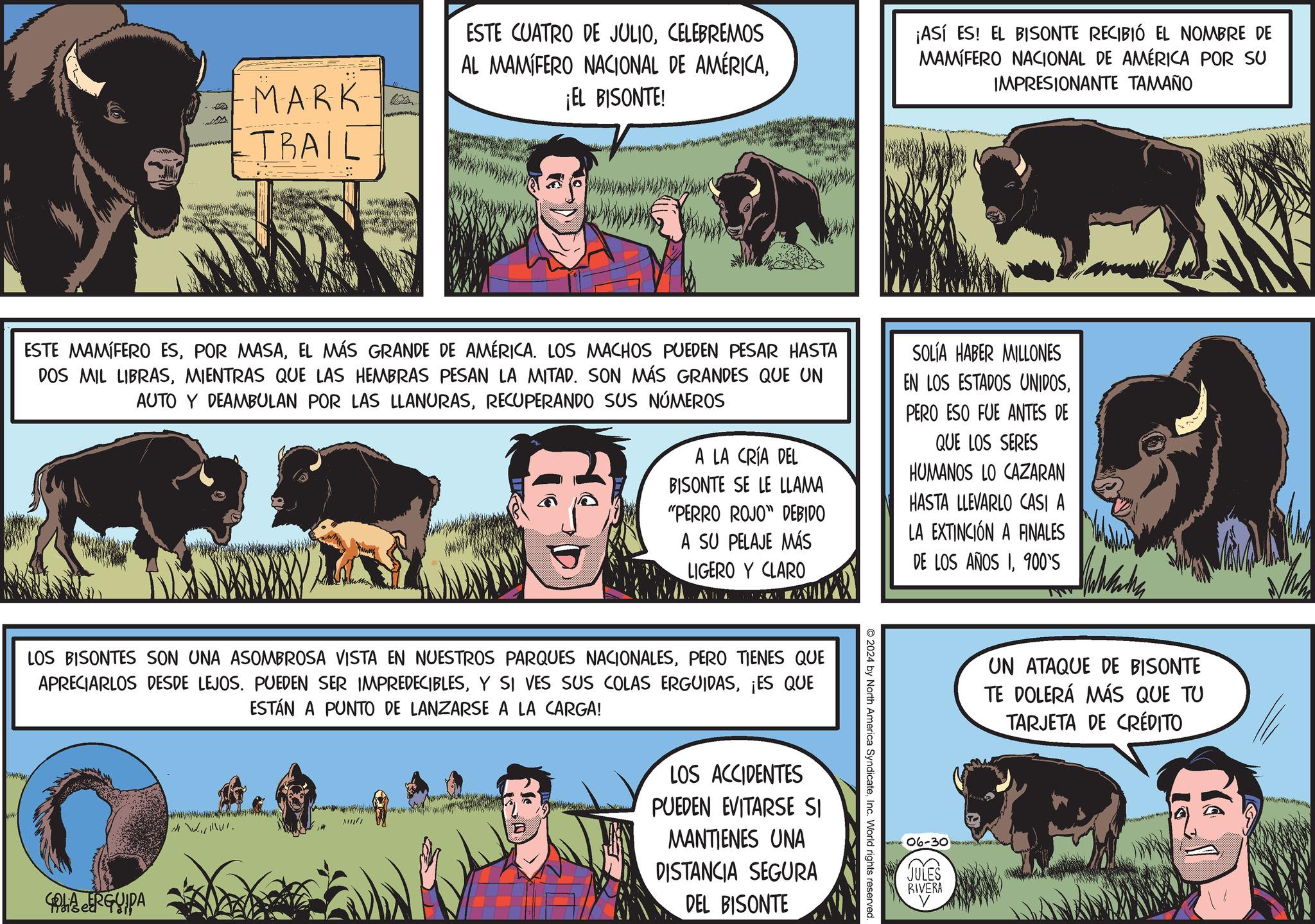 Working animal OCR: MARK TRAIL ESTE CUATRO DE JULIOCELEBREMOS AL MAMÍFERO NACIONAL DE AMÉRICA¡EL BISONTE! ¡ASÍ ES! EL BISONTE RECIBIÓ EL NOMBRE DE MAMÍFERO NACIONAL DE AMÉRICA POR SU IMPRESIONANTE TAMAÑO ESTE MAMÍFERO ESEL MÁS GRANDE DE AMÉRICA. LOS MACHOS PUEDEN PESAR HASTA DOS MIL LIBRASMIENTRAS QUE LAS HEMBRAS PESAN LA MITAD. SON MÁS GRANDES QUE UN AUTO Y DEAMBULAN POR LAS LLANURASRECUPERANDO SUS NÚMEROS A LA CRÍA DEL BISONTE SE LE LLAMA "PERRO ROJO" DEBIDO A SU PELAJE MÁS LIGERO Y CLARO SOLÍA HABER MILLONES EN LOS ESTADOS UNIDOSPERO ESO FUE ANTES DE QUE LOS SERES HUMANOS LO CAZARAN HASTA LLEVARLO CASI A LA EXTINCIÓN A FINALES DE LOS AÑOS I100'S LOS BISONTES SON UNA ASOMBROSA VISTA EN NUESTROS PARQUES NACIONALESPERO TIENES QUE APRECIARLOS DESDE LEJOS. PUEDEN SER IMPREDECIBLES¡ES QUE ESTÁN A PUNTO DE LANZARSE A LA CARGA! PERGUIPA LOS ACCIDENTES PUEDEN EVITARSE SI MANTIENES UNA DISTANCIA SEGURA DEL BISONTE 2024 by North America SyndicateInc. World rights reserved. wwwww06-30 (L JULES RIVERA UN ATAQUE DE BISONTE TE DOLERÁ MÁS QUE TU TARJETA DE CRÉDITO MARK TRAIL ESTE CUATRO DE JULIOCELEBREMOS AL MAMÍFERO NACIONAL DE AMÉRICA¡ EL BISONTE ! ¡ ASÍ ES ! EL BISONTE RECIBIÓ EL NOMBRE DE MAMÍFERO NACIONAL DE AMÉRICA POR SU IMPRESIONANTE TAMAÑO ESTE MAMÍFERO ESPOR MASAEL MÁS GRANDE DE AMÉRICA . LOS MACHOS PUEDEN PESAR HASTA DOS MIL LIBRASMIENTRAS QUE LAS HEMBRAS PESAN LA MITAD . SON MÁS GRANDES QUE UN AUTO Y DEAMBULAN POR LAS LLANURASRECUPERANDO SUS NÚMEROS A LA CRÍA DEL BISONTE SE LE LLAMA " PERRO ROJO " DEBIDO A SU PELAJE MÁS LIGERO Y CLARO SOLÍA HABER MILLONES EN LOS ESTADOS UNIDOSPERO ESO FUE ANTES DE QUE LOS SERES HUMANOS LO CAZARAN HASTA LLEVARLO CASI A LA EXTINCIÓN A FINALES DE LOS AÑOS I100'S LOS BISONTES SON UNA ASOMBROSA VISTA EN NUESTROS PARQUES NACIONALESPERO TIENES QUE APRECIARLOS DESDE LEJOS . PUEDEN SER IMPREDECIBLESY SI VES SUS COLAS ERGUIDAS¡ ES QUE ESTÁN A PUNTO DE LANZARSE A LA CARGA ! PERGUIPA LOS ACCIDENTES PUEDEN EVITARSE SI MANTIENES UNA DISTANCIA SEGURA DEL BISONTE 2024 by North America SyndicateInc. World rights reserved . wwwww06-30 ( L JULES RIVERA UN ATAQUE DE BISONTE TE DOLERÁ MÁS QUE TU TARJETA DE CRÉDITO