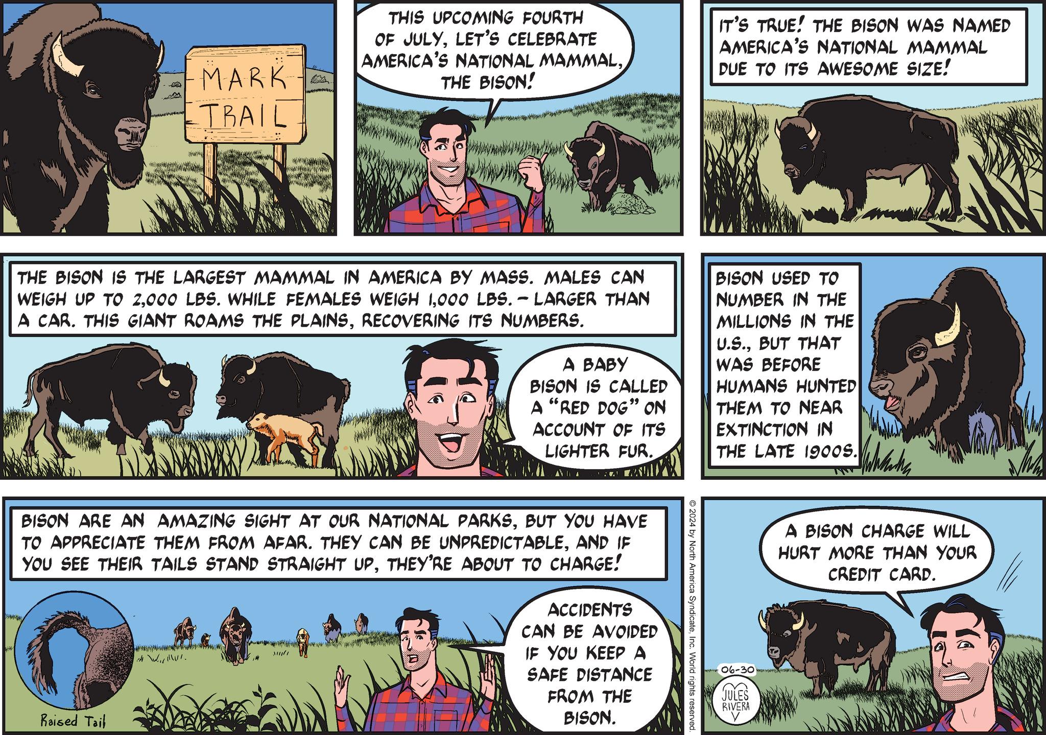 Font OCR: MARK TRAIL THIS UPCOMING FOURTH OF JULYLET'S CELEBRATE AMERICA'S NATIONAL MAMMALTHE BISON! IT'S TRUE! THE BISON WAS NAMED AMERICA'S NATIONAL MAMMAL DUE TO ITS AWESOME SIZE! THE BISON IS THE LARGEST MAMMAL IN AMERICA BY MASS. MALES CAN WEIGH UP TO 2000 LBS. - LARGER THAN A CAR. THIS GIANT ROAMS THE PLAINSRECOVERING ITS NUMBERS. A BABY BISON IS CALLED A "RED DOG" ON ACCOUNT OF ITS LIGHTER FUR. BISON USED TO NUMBER IN THE MILLIONS IN THE U.S.BUT THAT WAS BEFORE HUMANS HUNTED THEM TO NEAR EXTINCTION IN THE LATE 1900S. 2024 by North America SyndicateInc. World rights reserved. BISON ARE AN AMAZING SIGHT AT OUR NATIONAL PARKSBUT YOU HAVE TO APPRECIATE THEM FROM AFAR. THEY CAN BE UNPREDICTABLEAND IF YOU SEE THEIR TAILS STAND STRAIGHT UPTHEY'RE ABOUT TO CHARGE! Raised Tail ACCIDENTS CAN BE AVOIDED IF YOU KEEP A SAFE DISTANCE FROM THE BISON. 06-30 ( JULES RIVERA A BISON CHARGE WILL HURT MORE THAN YOUR CREDIT CARD. MARK TRAIL THIS UPCOMING FOURTH OF JULYLET'S CELEBRATE AMERICA'S NATIONAL MAMMALTHE BISON ! IT'S TRUE ! THE BISON WAS NAMED AMERICA'S NATIONAL MAMMAL DUE TO ITS AWESOME SIZE ! THE BISON IS THE LARGEST MAMMAL IN AMERICA BY MASS . MALES CAN WEIGH UP TO 2000 LBS . WHILE FEMALES WEIGH 1000 LBS . - LARGER THAN A CAR . THIS GIANT ROAMS THE PLAINSRECOVERING ITS NUMBERS . A BABY BISON IS CALLED A " RED DOG " ON ACCOUNT OF ITS LIGHTER FUR . BISON USED TO NUMBER IN THE MILLIONS IN THE U.S.BUT THAT WAS BEFORE HUMANS HUNTED THEM TO NEAR EXTINCTION IN THE LATE 1900S . 2024 by North America SyndicateInc. World rights reserved . BISON ARE AN AMAZING SIGHT AT OUR NATIONAL PARKSBUT YOU HAVE TO APPRECIATE THEM FROM AFAR . THEY CAN BE UNPREDICTABLEAND IF YOU SEE THEIR TAILS STAND STRAIGHT UPTHEY'RE ABOUT TO CHARGE ! Raised Tail ACCIDENTS CAN BE AVOIDED IF YOU KEEP A SAFE DISTANCE FROM THE BISON . 06-30 ( JULES RIVERA A BISON CHARGE WILL HURT MORE THAN YOUR CREDIT CARD .