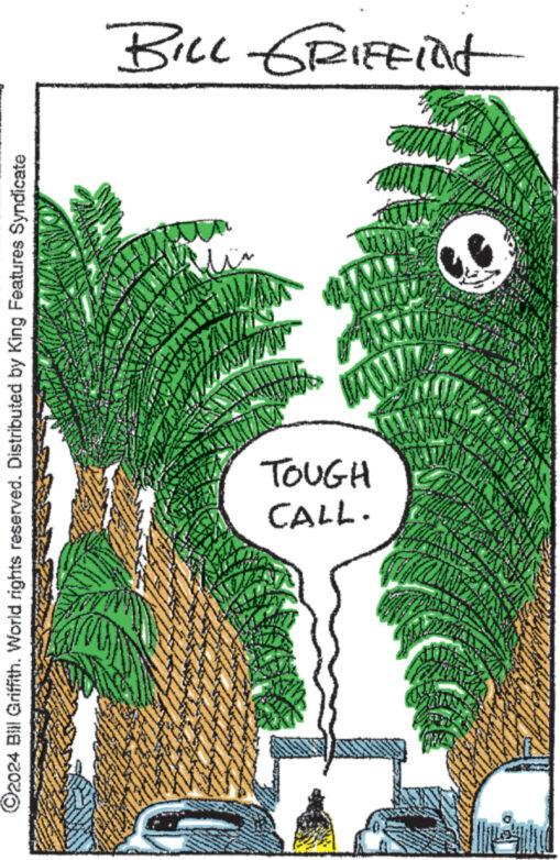 Illustration OCR: ©2024 Bill Griffith. World rights reserved. Distributed by King Features Syndicate BILL GRIFFilt CALL. TOUGH © 2024 Bill Griffith . World rights reserved . Distributed by King Features Syndicate BILL GRIFFilt CALL . TOUGH