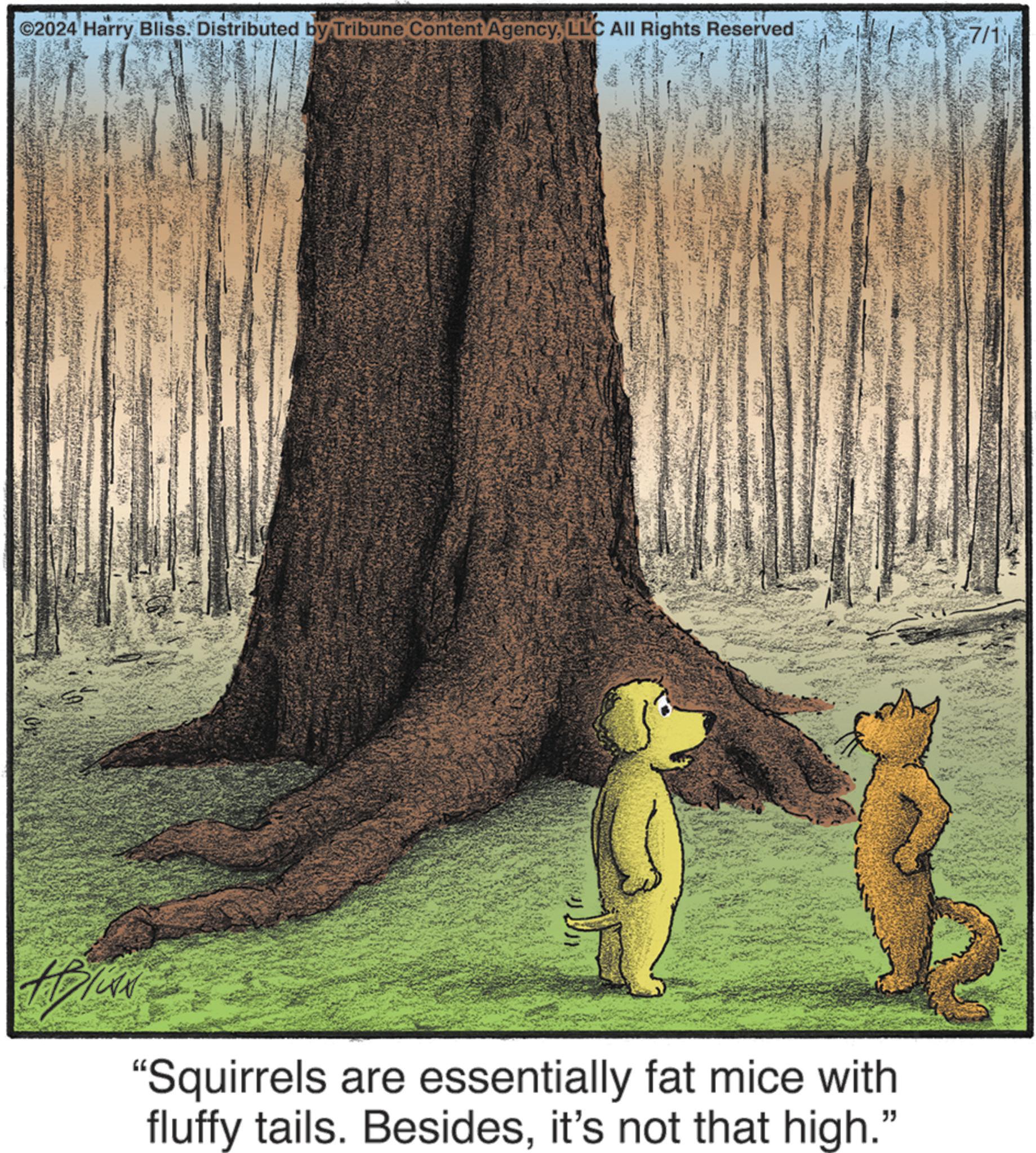 Woody plant OCR: ©2024 Harry Bliss. Distributed by Tribune Content AgencyLLC All Rights Reserved ABIAN "Squirrels are essentially fat mice with fluffy tails. Besidesit's not that high." 7/1 © 2024 Harry Bliss . Distributed by Tribune Content AgencyLLC All Rights Reserved ABIAN " Squirrels are essentially fat mice with fluffy tails . Besidesit's not that high . " 7/1