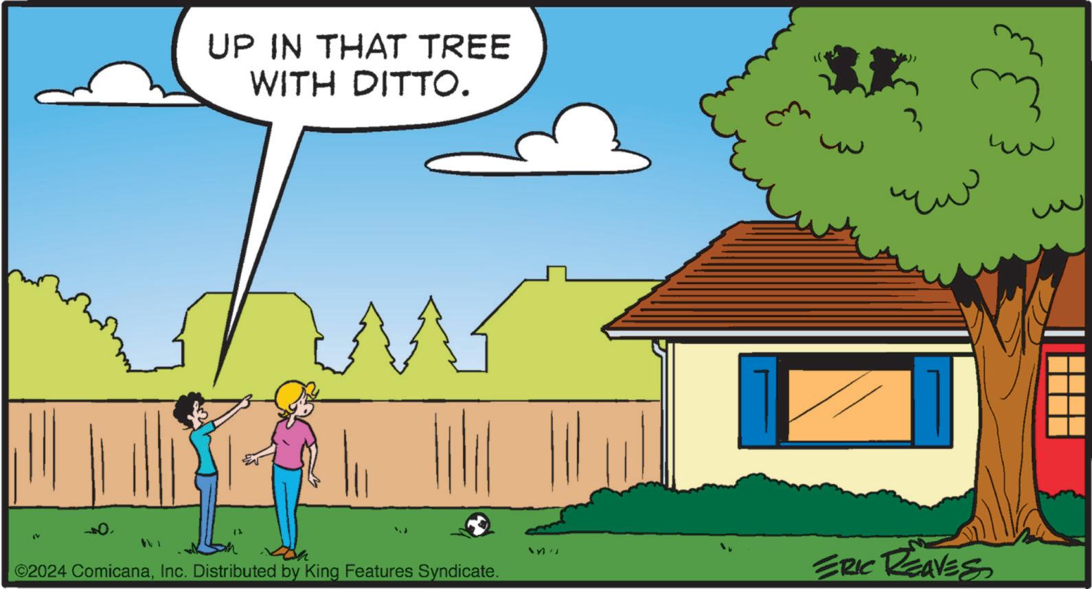 Rectangle OCR: UP IN THAT TREE WITH DITTO. mhw 3 ©2024 ComicanaInc. Distributed by King Features Syndicate. ERIC REAVES ??? UP IN THAT TREE WITH DITTO . mhw 3 © 2024 ComicanaInc. Distributed by King Features Syndicate . ERIC REAVES ???