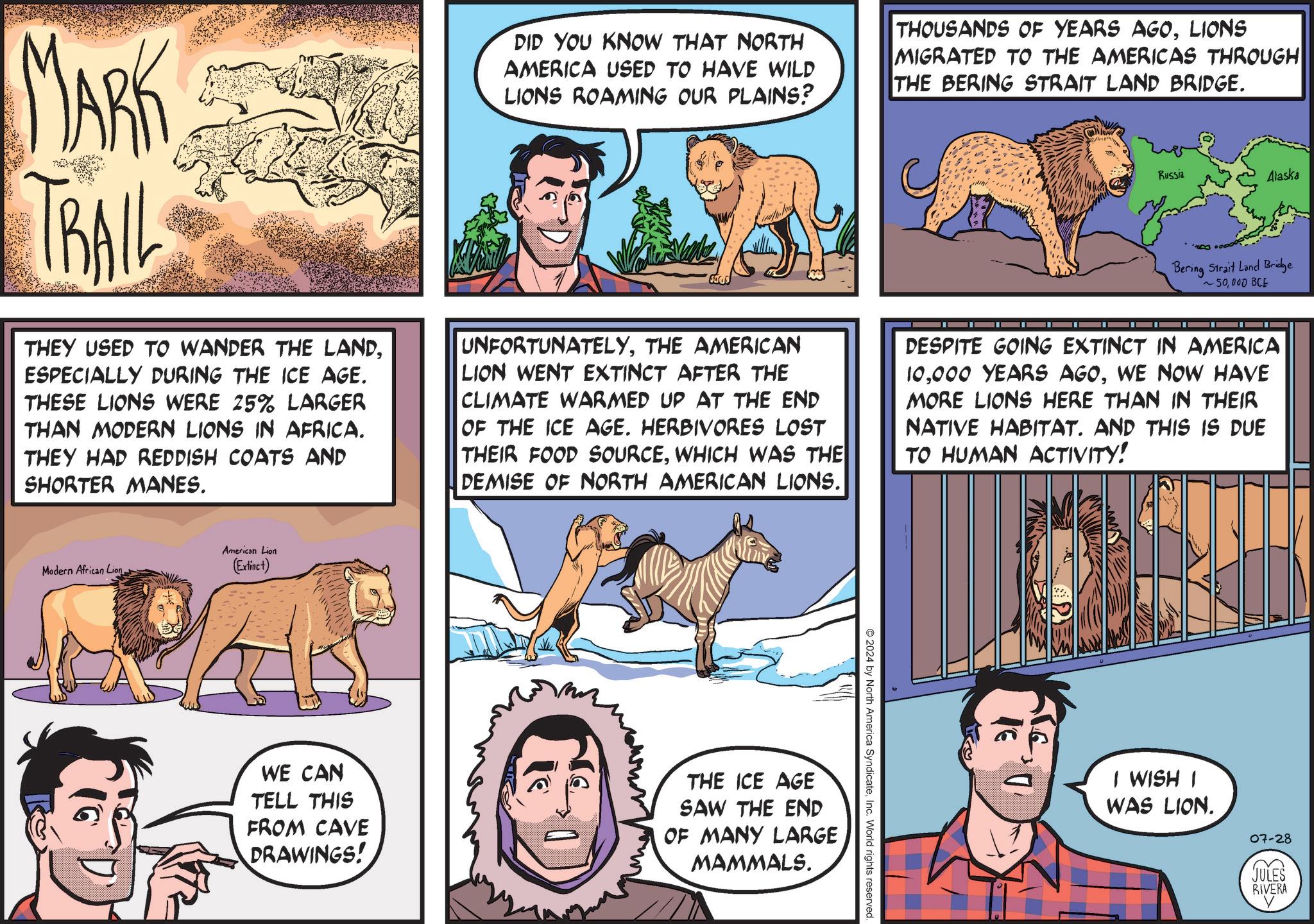 Line OCR: MARK TRAIL DID YOU KNOW THAT NORTH AMERICA USED TO HAVE WILD LIONS ROAMING OUR PLAINS? THOUSANDS OF YEARS AGOLIONS MIGRATED TO THE AMERICAS THROUGH THE BERING STRAIT LAND BRIDGE. Russia Alaska Bering Strait Land Bridge ~50000 BCE THEY USED TO WANDER THE LANDESPECIALLY DURING THE ICE AGE. THESE LIONS WERE 25% LARGER THAN MODERN LIONS IN AFRICA. THEY HAD REDDISH COATS AND SHORTER MANES. UNFORTUNATELYTHE AMERICAN LION WENT EXTINCT AFTER THE CLIMATE WARMED UP AT THE END OF THE ICE AGE. HERBIVORES LOST THEIR FOOD SOURCEWHICH WAS THE DEMISE OF NORTH AMERICAN LIONS. DESPITE GOING EXTINCT IN AMERICA 10WE NOW HAVE MORE LIONS HERE THAN IN THEIR NATIVE HABITAT. AND THIS IS DUE TO HUMAN ACTIVITY! Modern African Lion American Lion (Extinct) 2024 by North America SyndicateInc. World rights reserved WE CAN TELL THIS FROM CAVE DRAWINGS! THE ICE AGE SAW THE END OF MANY LARGE MAMMALS. ? I WISH I WAS LION. 07-28 JULES RIVERA ? MARK TRAIL DID YOU KNOW THAT NORTH AMERICA USED TO HAVE WILD LIONS ROAMING OUR PLAINS ? THOUSANDS OF YEARS AGOLIONS MIGRATED TO THE AMERICAS THROUGH THE BERING STRAIT LAND BRIDGE . Russia Alaska Bering Strait Land Bridge ~ 50000 BCE THEY USED TO WANDER THE LANDESPECIALLY DURING THE ICE AGE . THESE LIONS WERE 25 % LARGER THAN MODERN LIONS IN AFRICA . THEY HAD REDDISH COATS AND SHORTER MANES . UNFORTUNATELYTHE AMERICAN LION WENT EXTINCT AFTER THE CLIMATE WARMED UP AT THE END OF THE ICE AGE . HERBIVORES LOST THEIR FOOD SOURCEWHICH WAS THE DEMISE OF NORTH AMERICAN LIONS . DESPITE GOING EXTINCT IN AMERICA 10000 YEARS AGOWE NOW HAVE MORE LIONS HERE THAN IN THEIR NATIVE HABITAT . AND THIS IS DUE TO HUMAN ACTIVITY ! Modern African Lion American Lion ( Extinct ) 2024 by North America SyndicateInc. World rights reserved WE CAN TELL THIS FROM CAVE DRAWINGS ! THE ICE AGE SAW THE END OF MANY LARGE MAMMALS . ? I WISH I WAS LION . 07-28 JULES RIVERA ?