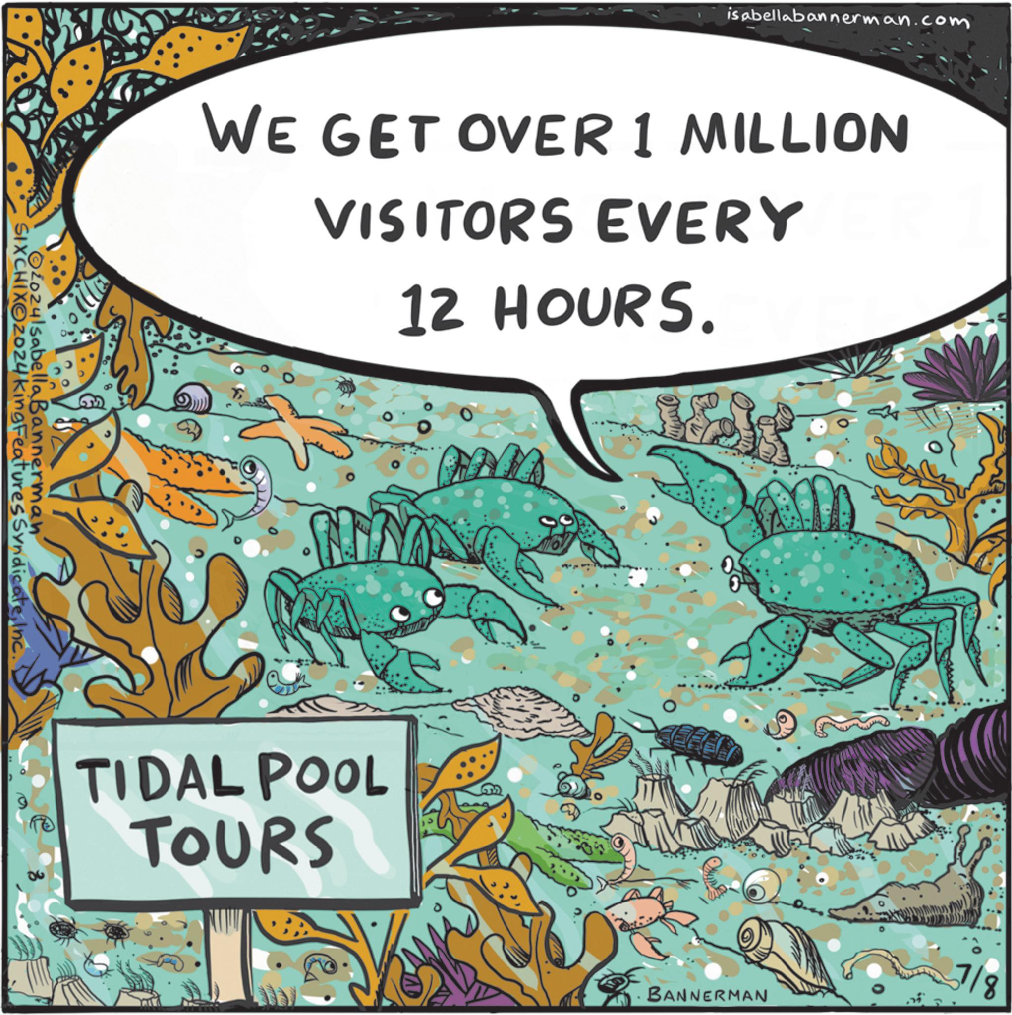 Drawing OCR: SIXCHIXOZoz4 King Features SyndicateInc. 2024lsabella Bannerman isabellabannerman.com WE GET OVER 1 MILLION VISITORS EVERY 12 HOURS. TIDAL POOL TOURS BANNERMAN 7/8 SIXCHIXOZoz4 King Features SyndicateInc. 2024lsabella Bannerman isabellabannerman.com WE GET OVER 1 MILLION VISITORS EVERY 12 HOURS . TIDAL POOL TOURS BANNERMAN 7/8