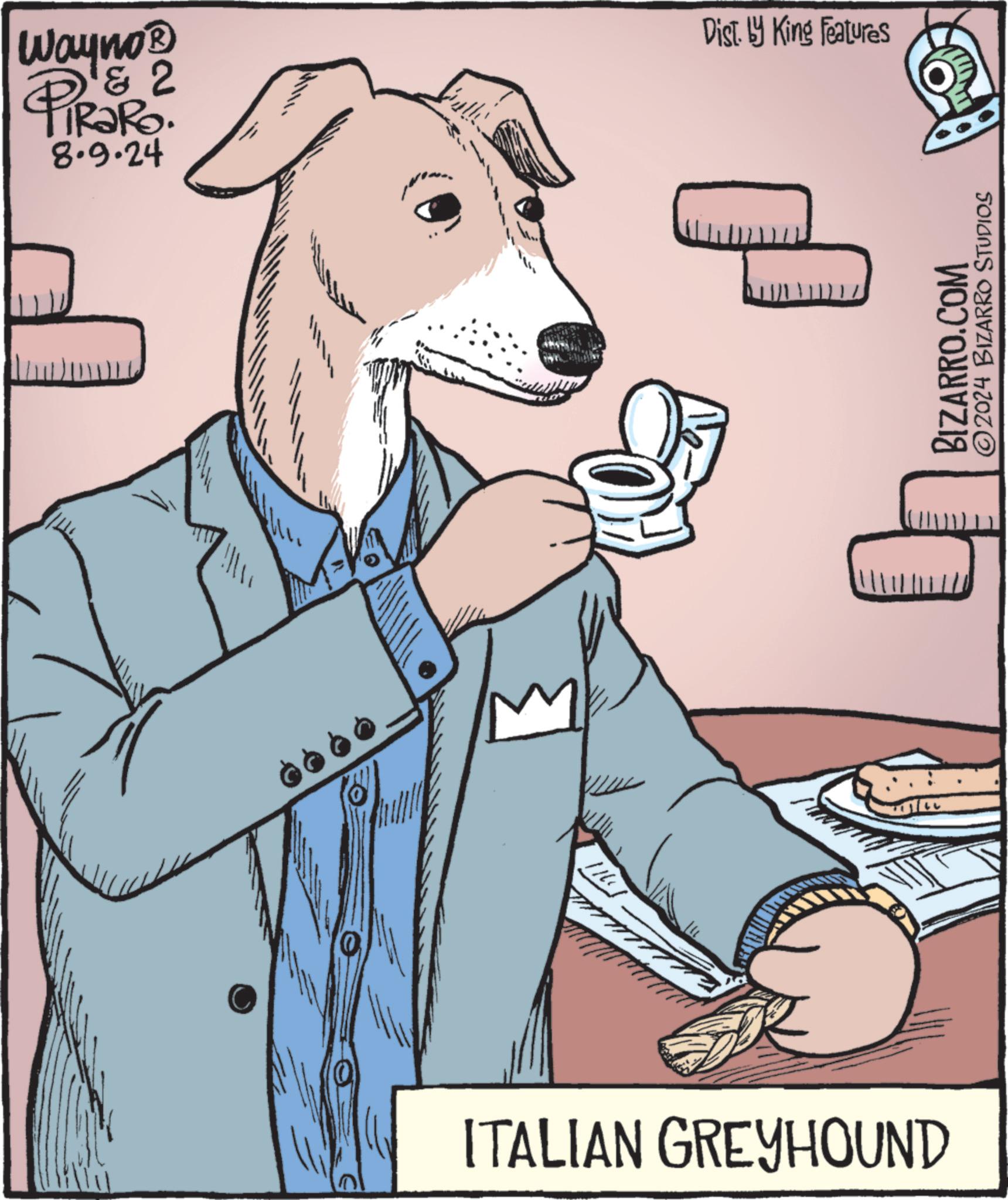 Working animal OCR: Wayno? PiRaR?! & 2 8.9.24 ITALIAN GREYHOUND Dist. by King Features BIZARRO.COM ©2024 BIZARRO STUDIOS Wayno? PiRaR ?! & 2 8.9.24 ITALIAN GREYHOUND Dist . by King Features BIZARRO.COM © 2024 BIZARRO STUDIOS
