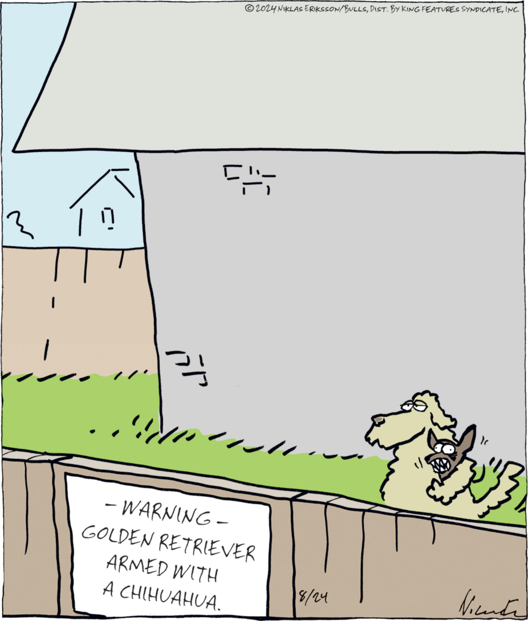 Illustration OCR: 2024 NIKLAS ERIKSSON/BULLSINC. '(???? ? - WARNING- GOLDEN RETRIEVER ARMED WITH A CHIHUAHUA. 8/24 I 2024 NIKLAS ERIKSSON / BULLSDIST . BY KING FEATURES SYNDICATEINC . ' ( ???? ? - WARNING- GOLDEN RETRIEVER ARMED WITH A CHIHUAHUA . 8/24 I