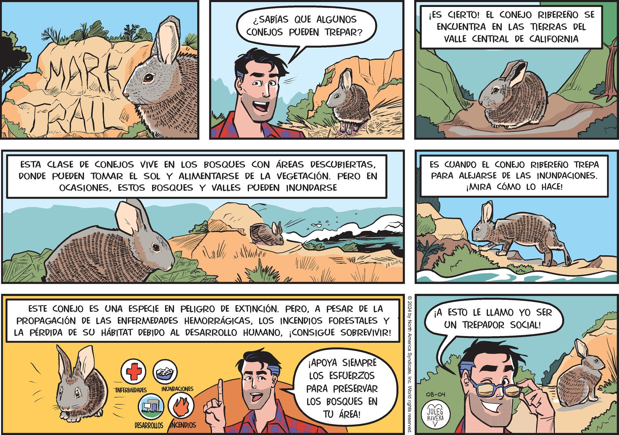 Terrestrial plant OCR: MARK TRAIL ¿SABÍAS QUE ALGUNOS CONEJOS PUEDEN TREPAR? ¡ES CIERTO! EL CONEJO RIBEREÑO SE ENCUENTRA EN LAS TIERRAS DEL VALLE CENTRAL DE CALIFORNIA ESTA CLASE DE CONEJOS VIVE EN LOS BOSQUES CON ÁREAS DESCUBIERTASDONDE PUEDEN TOMAR EL SOL Y ALIMENTARSE DE LA VEGETACIÓN. PERO EN OCASIONESESTOS BOSQUES Y VALLES PUEDEN INUNDARSE ES CUANDO EL CONEJO RIBEREÑO TREPA PARA ALEJARSE DE LAS INUNDACIONES. ¡MIRA CÓMO LO HACE! 2024 by North America SyndicateInc. World rights reserved. 1 ESTE CONEJO ES UNA ESPECIE EN PELIGRO DE EXTINCIÓN. PEROA PESAR DE LA PROPAGACIÓN DE LAS ENFERMEDADES HEMORRÁGICASLOS INCENDIOS FORESTALES Y LA PÉRDIDA DE SU HÁBITAT DEBIDO AL DESARROLLO HUMANO¡CONSIGUE SOBREVIVIR! ENFERMEDADES INUNDACIONES DESARROLLOS INCENDIOS ¡APOYA SIEMPRE LOS ESFUERZOS PARA PRESERVAR LOS BOSQUES EN TU ÁREA! ¡A ESTO LE LLAMO YO SER UN TREPADOR SOCIAL! 08-04 JULES RIVERA MARK TRAIL ¿ SABÍAS QUE ALGUNOS CONEJOS PUEDEN TREPAR ? ¡ ES CIERTO ! EL CONEJO RIBEREÑO SE ENCUENTRA EN LAS TIERRAS DEL VALLE CENTRAL DE CALIFORNIA ESTA CLASE DE CONEJOS VIVE EN LOS BOSQUES CON ÁREAS DESCUBIERTASDONDE PUEDEN TOMAR EL SOL Y ALIMENTARSE DE LA VEGETACIÓN . PERO EN OCASIONESESTOS BOSQUES Y VALLES PUEDEN INUNDARSE ES CUANDO EL CONEJO RIBEREÑO TREPA PARA ALEJARSE DE LAS INUNDACIONES . ¡ MIRA CÓMO LO HACE ! 2024 by North America SyndicateInc. World rights reserved . 1 ESTE CONEJO ES UNA ESPECIE EN PELIGRO DE EXTINCIÓN . PEROA PESAR DE LA PROPAGACIÓN DE LAS ENFERMEDADES HEMORRÁGICASLOS INCENDIOS FORESTALES Y LA PÉRDIDA DE SU HÁBITAT DEBIDO AL DESARROLLO HUMANO¡ CONSIGUE SOBREVIVIR ! ENFERMEDADES INUNDACIONES DESARROLLOS INCENDIOS ¡ APOYA SIEMPRE LOS ESFUERZOS PARA PRESERVAR LOS BOSQUES EN TU ÁREA ! ¡ A ESTO LE LLAMO YO SER UN TREPADOR SOCIAL ! 08-04 JULES RIVERA