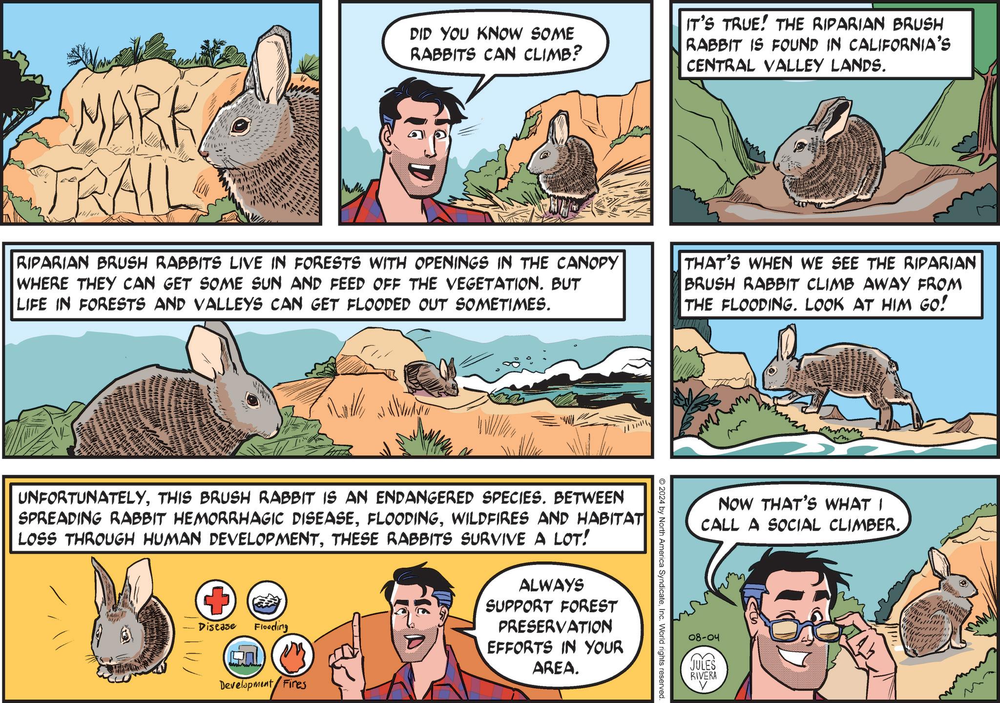 Comics OCR: MARK TRAIL DID YOU KNOW SOME RABBITS CAN CLIMB? IT'S TRUE! THE RIPARIAN BRUSH RABBIT IS FOUND IN CALIFORNIA'S CENTRAL VALLEY LANDS. RIPARIAN BRUSH RABBITS LIVE IN FORESTS WITH OPENINGS IN THE CANOPY WHERE THEY CAN GET SOME SUN AND FEED OFF THE VEGETATION. BUT LIFE IN FORESTS AND VALLEYS CAN GET FLOODED OUT SOMETIMES. THAT'S WHEN WE SEE THE RIPARIAN BRUSH RABBIT CLIMB AWAY FROM THE FLOODING. LOOK AT HIM GO! 2024 by North America SyndicateInc. World rights reserved. UNFORTUNATELYTHIS BRUSH RABBIT IS AN ENDANGERED SPECIES. BETWEEN SPREADING RABBIT HEMORRHAGIC DISEASEWILDFIRES AND HABITAT LOSS THROUGH HUMAN DEVELOPMENTTHESE RABBITS SURVIVE A LOT! Disease Flooding Development Fires ALWAYS SUPPORT FOREST PRESERVATION EFFORTS IN YOUR AREA. NOW THAT'S WHAT I CALL A SOCIAL CLIMBER. 08-04 JULES RIVERA MARK TRAIL DID YOU KNOW SOME RABBITS CAN CLIMB ? IT'S TRUE ! THE RIPARIAN BRUSH RABBIT IS FOUND IN CALIFORNIA'S CENTRAL VALLEY LANDS . RIPARIAN BRUSH RABBITS LIVE IN FORESTS WITH OPENINGS IN THE CANOPY WHERE THEY CAN GET SOME SUN AND FEED OFF THE VEGETATION . BUT LIFE IN FORESTS AND VALLEYS CAN GET FLOODED OUT SOMETIMES . THAT'S WHEN WE SEE THE RIPARIAN BRUSH RABBIT CLIMB AWAY FROM THE FLOODING . LOOK AT HIM GO ! 2024 by North America SyndicateInc. World rights reserved . UNFORTUNATELYTHIS BRUSH RABBIT IS AN ENDANGERED SPECIES . BETWEEN SPREADING RABBIT HEMORRHAGIC DISEASEWILDFIRES AND HABITAT LOSS THROUGH HUMAN DEVELOPMENTTHESE RABBITS SURVIVE A LOT ! Disease Flooding Development Fires ALWAYS SUPPORT FOREST PRESERVATION EFFORTS IN YOUR AREA . NOW THAT'S WHAT I CALL A SOCIAL CLIMBER . 08-04 JULES RIVERA