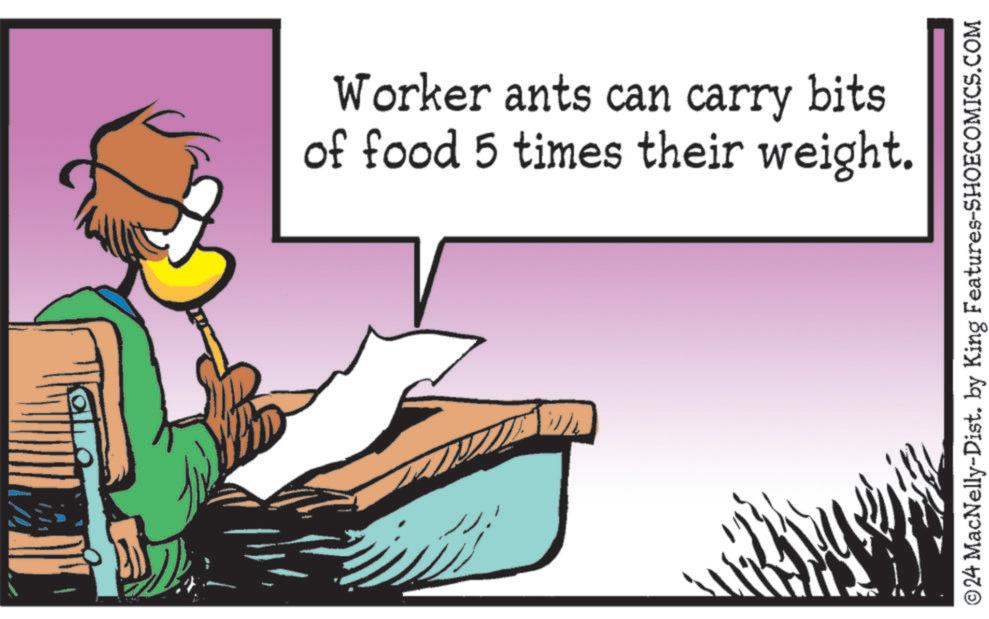Illustration OCR: Worker ants can carry bits of food 5 times their weight. ©24 MacNelly-Dist. by King Features-SHOECOMICS.COM Worker ants can carry bits of food 5 times their weight . © 24 MacNelly - Dist . by King Features-SHOECOMICS.COM