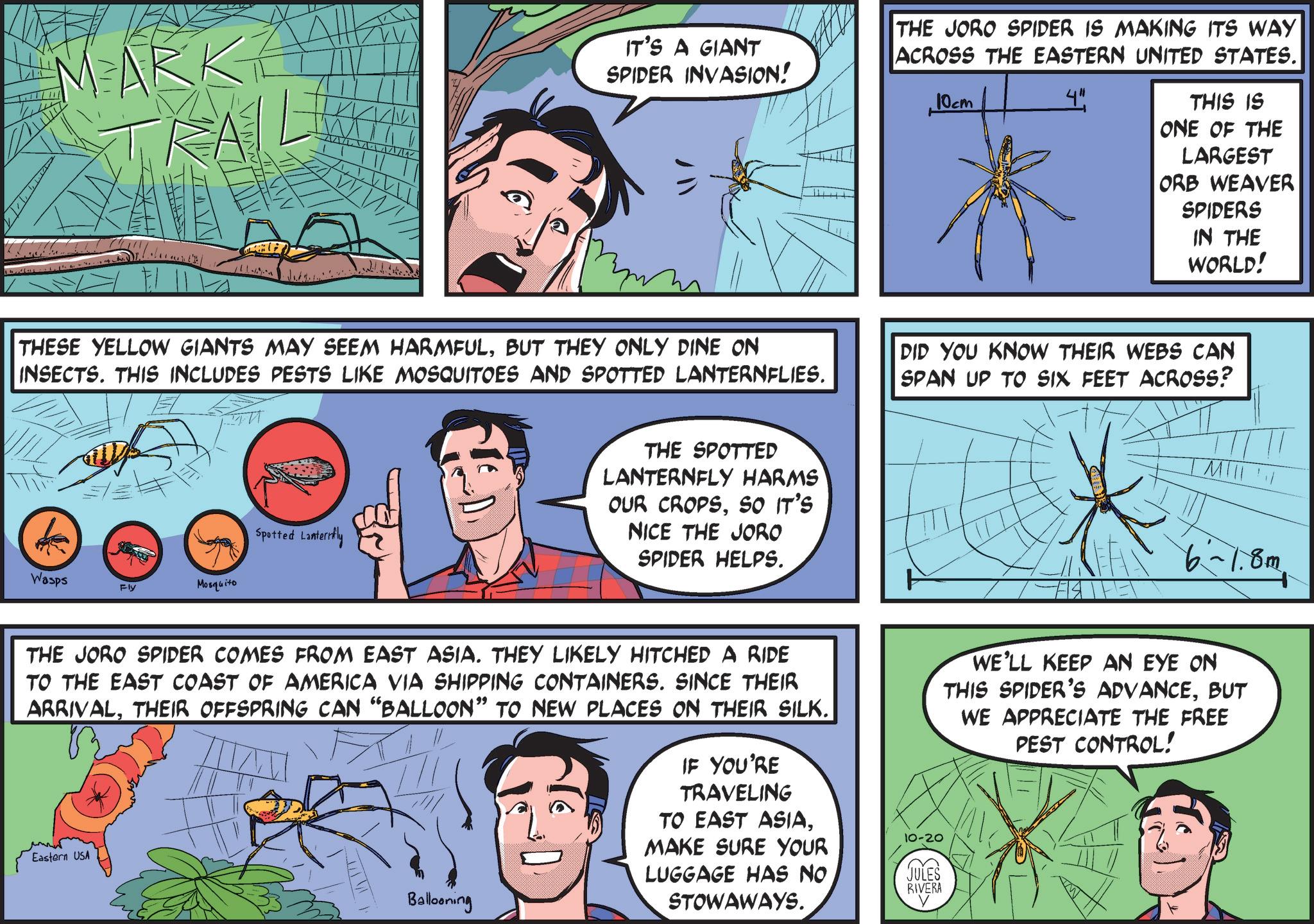 Font OCR: MARK 1//1//1 IT'S A GIANT SPIDER INVASION! THE JORO SPIDER IS MAKING ITS WAY ACROSS THE EASTERN UNITED STATES. 10cm 4" THIS IS ONE OF THE LARGEST ORB WEAVER SPIDERS IN THE WORLD! THESE YELLOW GIANTS MAY SEEM HARMFULBUT THEY ONLY DINE ON INSECTS. THIS INCLUDES PESTS LIKE MOSQUITOES AND SPOTTED LANTERNFLIES. DID YOU KNOW THEIR WEBS CAN SPAN UP TO SIX FEET ACROSS? Spotted Lanternfly Wasps Fly Mosquito THE SPOTTED LANTERNFLY HARMS OUR CROPSSO IT'S NICE THE JORO SPIDER HELPS. MIN F14THET 6-1.8m THE JORO SPIDER COMES FROM EAST ASIA. THEY LIKELY HITCHED A RIDE TO THE EAST COAST OF AMERICA VIA SHIPPING CONTAINERS. SINCE THEIR ARRIVALTHEIR OFFSPRING CAN "BALLOON” TO NEW PLACES ON THEIR SILK. Eastern USA Ballooning IF YOU'RE TRAVELING TO EAST ASIAMAKE SURE YOUR LUGGAGE HAS NO STOWAWAYS. 10-20 JULES RIVERA WE'LL KEEP AN EYE ON THIS SPIDER'S ADVANCEBUT WE APPRECIATE THE FREE PEST CONTROL! MARK 1 // 1 // 1 IT'S A GIANT SPIDER INVASION ! THE JORO SPIDER IS MAKING ITS WAY ACROSS THE EASTERN UNITED STATES . 10cm 4 " THIS IS ONE OF THE LARGEST ORB WEAVER SPIDERS IN THE WORLD ! THESE YELLOW GIANTS MAY SEEM HARMFULBUT THEY ONLY DINE ON INSECTS . THIS INCLUDES PESTS LIKE MOSQUITOES AND SPOTTED LANTERNFLIES . DID YOU KNOW THEIR WEBS CAN SPAN UP TO SIX FEET ACROSS ? Spotted Lanternfly Wasps Fly Mosquito THE SPOTTED LANTERNFLY HARMS OUR CROPSSO IT'S NICE THE JORO SPIDER HELPS . MIN F14THET 6-1.8m THE JORO SPIDER COMES FROM EAST ASIA . THEY LIKELY HITCHED A RIDE TO THE EAST COAST OF AMERICA VIA SHIPPING CONTAINERS . SINCE THEIR ARRIVALTHEIR OFFSPRING CAN " BALLOON ” TO NEW PLACES ON THEIR SILK . Eastern USA Ballooning IF YOU'RE TRAVELING TO EAST ASIAMAKE SURE YOUR LUGGAGE HAS NO STOWAWAYS . 10-20 JULES RIVERA WE'LL KEEP AN EYE ON THIS SPIDER'S ADVANCEBUT WE APPRECIATE THE FREE PEST CONTROL !