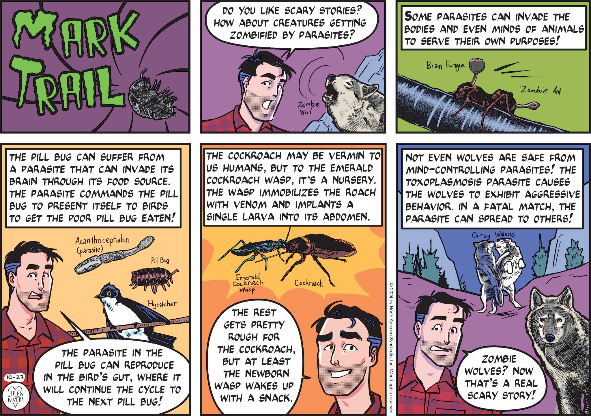 Parallel OCR: MARK PK TRAIL DO YOU LIKE SCARY STORIES? HOW ABOUT CREATURES GETTING ZOMBIFIED BY PARASITES? Zombie Wolf SOME PARASITES CAN INVADE THE BODIES AND EVEN MINDS OF ANIMALS TO SERVE THEIR OWN PURPOSES! Brain Fungus Zombie Ant THE PILL BUG CAN SUFFER FROM A PARASITE THAT CAN INVADE ITS BRAIN THROUGH ITS FOOD SOURCE. THE PARASITE COMMANDS THE PILL BUG TO PRESENT ITSELF TO BIRDS TO GET THE POOR PILL BUG EATEN! Acanthocephalan (parasite) THE COCKROACH MAY BE VERMIN TO US HUMANSBUT TO THE EMERALD COCKROACH WASPIT'S A NURSERY. THE WASP IMMOBILIZES THE ROACH WITH VENOM AND IMPLANTS A SINGLE LARVA INTO ITS ABDOMEN. NOT EVEN WOLVES ARE SAFE FROM MIND-CONTROLLING PARASITES! THE TOXOPLASMOSIS PARASITE CAUSES THE WOLVES TO EXHIBIT AGGRESSIVE BEHAVIOR. IN A FATAL MATCHTHE PARASITE CAN SPREAD TO OTHERS! Gray Wolves Pill Bug Emerald Cockroach Wasp Cockroach 10-27 JULES RIVERA Flycatcher THE PARASITE IN THE PILL BUG CAN REPRODUCE IN THE BIRD'S GUTWHERE IT WILL CONTINUE THE CYCLE TO THE NEXT PILL BUG! THE REST GETS PRETTY ROUGH FOR THE COCKROACHBUT AT LEAST THE NEWBORN WASP WAKES UP WITH A SNACK. 2024 by North America SyndicateInc. World rights reserved ZOMBIE WOLVES? NOW THAT'S A REAL SCARY STORY! MARK PK TRAIL DO YOU LIKE SCARY STORIES ? HOW ABOUT CREATURES GETTING ZOMBIFIED BY PARASITES ? Zombie Wolf SOME PARASITES CAN INVADE THE BODIES AND EVEN MINDS OF ANIMALS TO SERVE THEIR OWN PURPOSES ! Brain Fungus Zombie Ant THE PILL BUG CAN SUFFER FROM A PARASITE THAT CAN INVADE ITS BRAIN THROUGH ITS FOOD SOURCE . THE PARASITE COMMANDS THE PILL BUG TO PRESENT ITSELF TO BIRDS TO GET THE POOR PILL BUG EATEN ! Acanthocephalan ( parasite ) THE COCKROACH MAY BE VERMIN TO US HUMANSBUT TO THE EMERALD COCKROACH WASPIT'S A NURSERY . THE WASP IMMOBILIZES THE ROACH WITH VENOM AND IMPLANTS A SINGLE LARVA INTO ITS ABDOMEN . NOT EVEN WOLVES ARE SAFE FROM MIND - CONTROLLING PARASITES ! THE TOXOPLASMOSIS PARASITE CAUSES THE WOLVES TO EXHIBIT AGGRESSIVE BEHAVIOR . IN A FATAL MATCHTHE PARASITE CAN SPREAD TO OTHERS ! Gray Wolves Pill Bug Emerald Cockroach Wasp Cockroach 10-27 JULES RIVERA Flycatcher THE PARASITE IN THE PILL BUG CAN REPRODUCE IN THE BIRD'S GUTWHERE IT WILL CONTINUE THE CYCLE TO THE NEXT PILL BUG ! THE REST GETS PRETTY ROUGH FOR THE COCKROACHBUT AT LEAST THE NEWBORN WASP WAKES UP WITH A SNACK . 2024 by North America SyndicateInc. World rights reserved ZOMBIE WOLVES ? NOW THAT'S A REAL SCARY STORY !