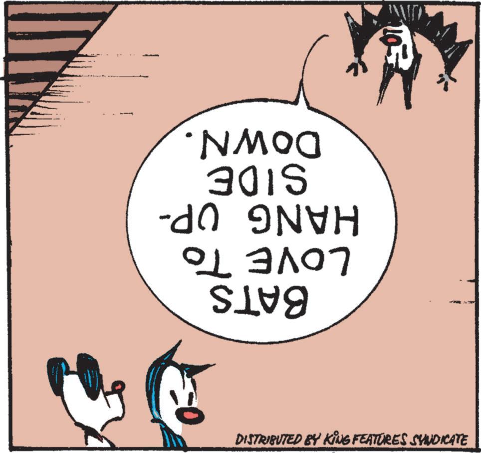Art OCR: BATS LOVE TO HANG UP- SIDE DOWN. DISTRIBUTED BY KING FEATURES SYNDICATE BATS LOVE TO HANG UP- SIDE DOWN . DISTRIBUTED BY KING FEATURES SYNDICATE