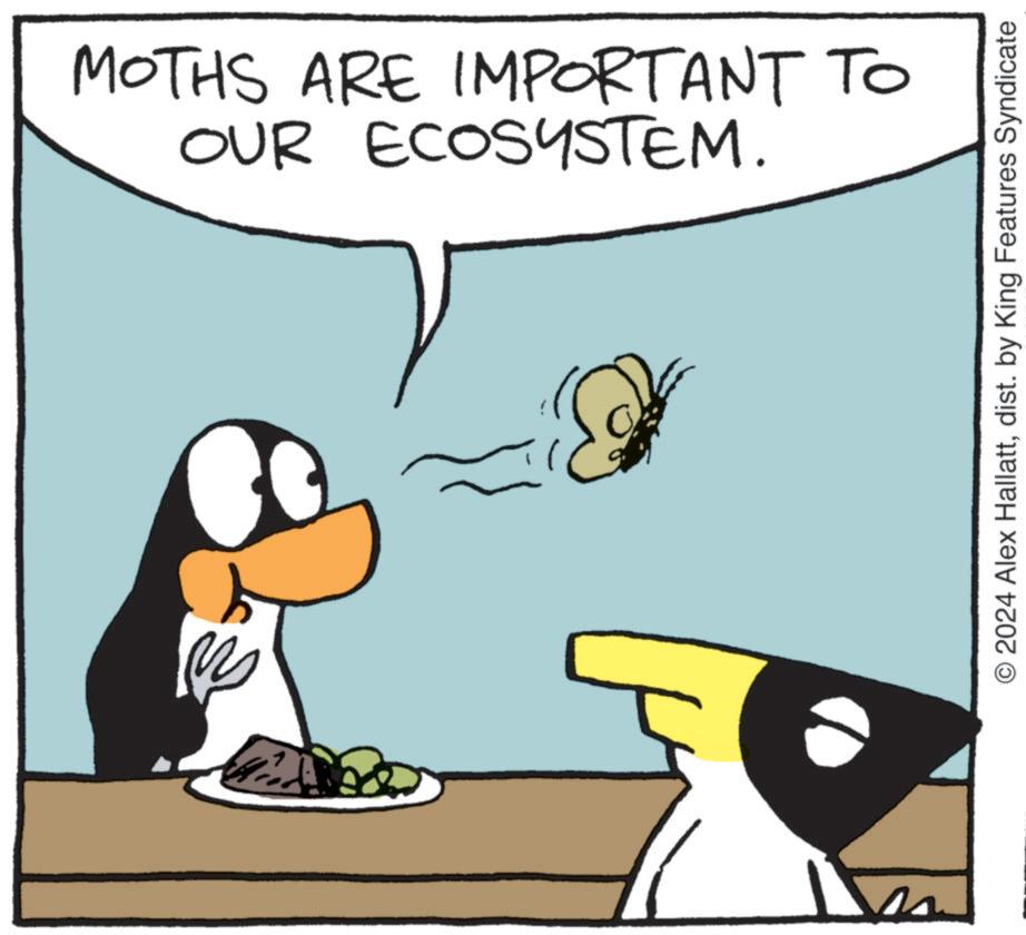 Font OCR: ? OUR ECOSYSTEM. MOTHS ARE IMPORTANT TO O2024 Alex Hallattdist. by King Features Syndicate ? OUR ECOSYSTEM . MOTHS ARE IMPORTANT TO O2024 Alex Hallattdist . by King Features Syndicate