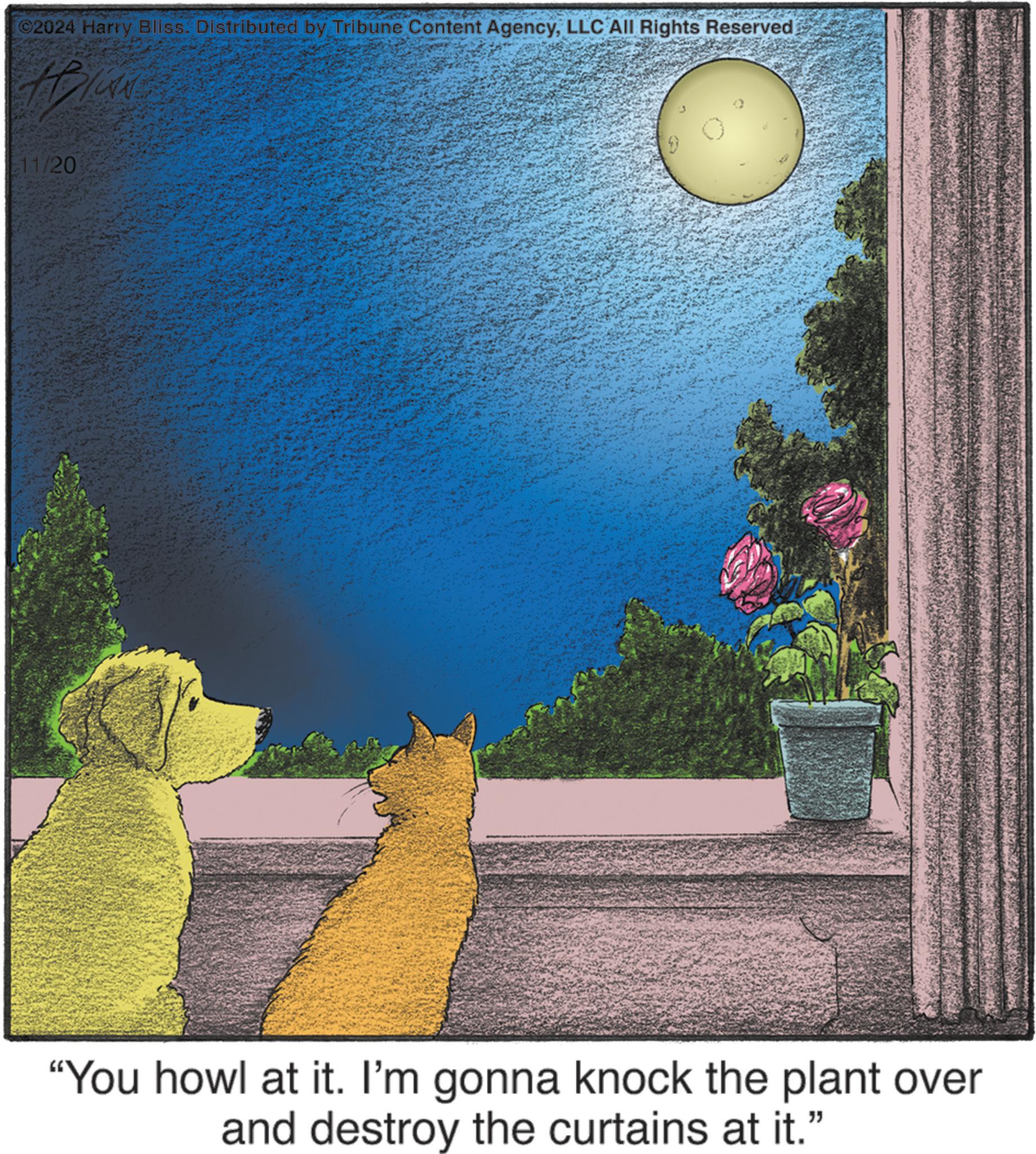 Illustration OCR: ©2024 Harry Bliss. Distributed by Tribune Content AgencyLLC All Rights Reserved 11/20 "You howl at it. I'm gonna knock the plant over and destroy the curtains at it." © 2024 Harry Bliss . Distributed by Tribune Content AgencyLLC All Rights Reserved 11/20 " You howl at it . I'm gonna knock the plant over and destroy the curtains at it . "