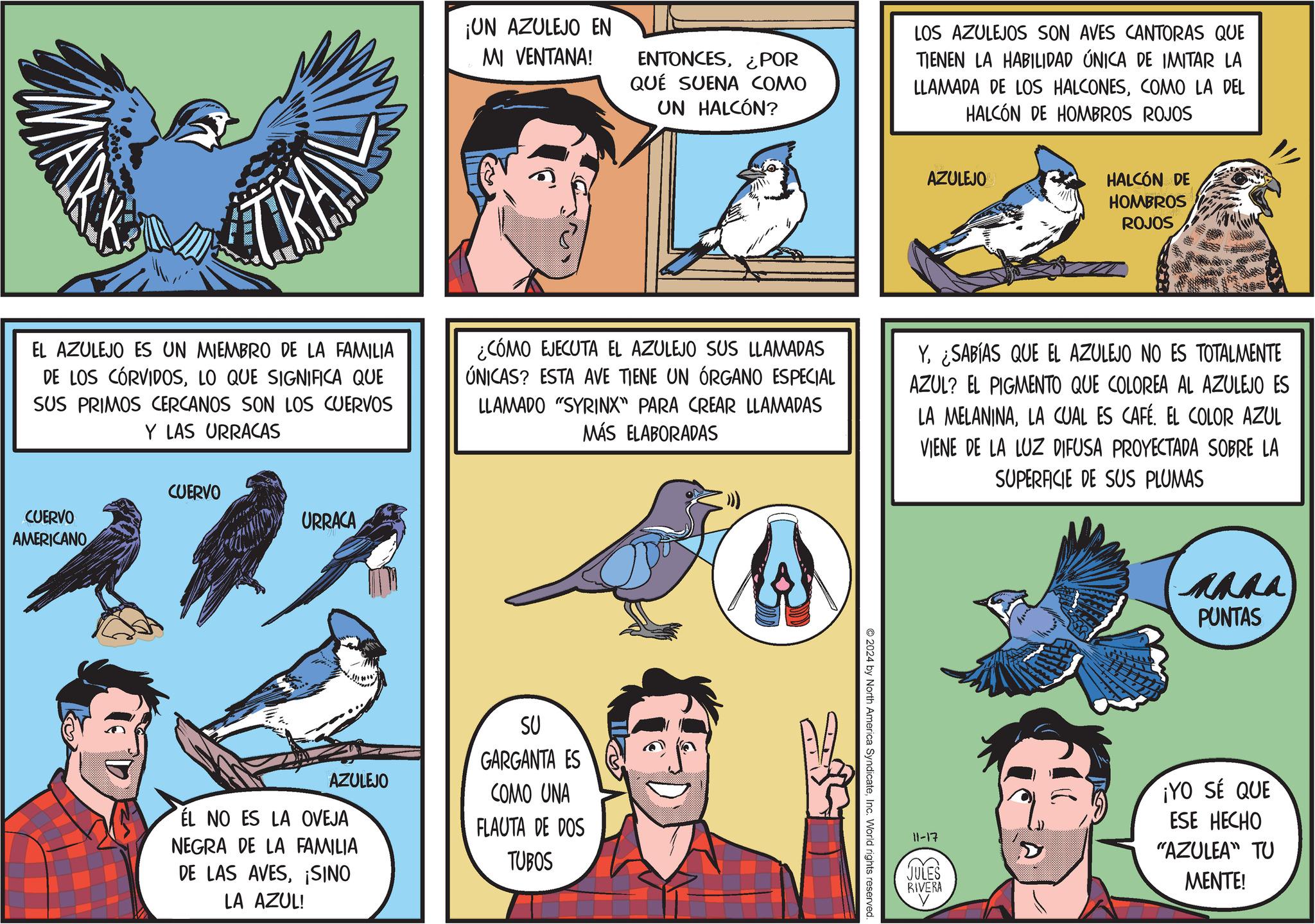 Parallel OCR: TRA ¡UN AZULEJO EN MI VENTANA! ENTONCES¿POR QUE SUENA COMO UN HALCÓN? LOS AZULEJOS SON AVES CANTORAS QUE TIENEN LA HABILIDAD ÚNICA DE IMITAR LA LLAMADA DE LOS HALCONESCOMO LA DEL HALCÓN DE HOMBROS ROJOS AZULEJO HALCÓN DE HOMBROS ROJOS EL AZULEJO ES UN MIEMBRO DE LA FAMILIA DE LOS CÓRVIDOSLO QUE SIGNIFICA QUE SUS PRIMOS CERCANOS SON LOS CUERVOS Y LAS URRACAS ¿CÓMO EJECUTA EL AZULEJO SUS LLAMADAS ÚNICAS? ESTA AVE TIENE UN ÓRGANO ESPECIAL LLAMADO "SYRINX" PARA CREAR LLAMADAS MÁS ELABORADAS Y¿SABÍAS QUE EL AZULEJO NO ES TOTALMENTE AZUL? EL PIGMENTO QUE COLOREA AL AZULEJO ES LA MELANINALA CUAL ES CAFÉ. EL COLOR AZUL VIENE DE LA LUZ DIFUSA PROYECTADA SOBRE LA SUPERFICIE DE SUS PLUMAS CUERVO CUERVO AMERICANO URRACA AZULEJO EL NO ES LA OVEJA NEGRA DE LA FAMILIA DE LAS AVES¡SINO LA AZUL! SU GARGANTA ES COMO UNA FLAUTA DE DOS TUBOS ©2024 by North America SyndicateInc. World rights reserved. 11-17 S JULES RIVERA PUNTAS ¡YO SE QUE ESE HECHO "AZULEA" TU MENTE! TRA ¡ UN AZULEJO EN MI VENTANA ! ENTONCES¿ POR QUE SUENA COMO UN HALCÓN ? LOS AZULEJOS SON AVES CANTORAS QUE TIENEN LA HABILIDAD ÚNICA DE IMITAR LA LLAMADA DE LOS HALCONESCOMO LA DEL HALCÓN DE HOMBROS ROJOS AZULEJO HALCÓN DE HOMBROS ROJOS EL AZULEJO ES UN MIEMBRO DE LA FAMILIA DE LOS CÓRVIDOSLO QUE SIGNIFICA QUE SUS PRIMOS CERCANOS SON LOS CUERVOS Y LAS URRACAS ¿ CÓMO EJECUTA EL AZULEJO SUS LLAMADAS ÚNICAS ? ESTA AVE TIENE UN ÓRGANO ESPECIAL LLAMADO " SYRINX " PARA CREAR LLAMADAS MÁS ELABORADAS Y¿SABÍAS QUE EL AZULEJO NO ES TOTALMENTE AZUL ? EL PIGMENTO QUE COLOREA AL AZULEJO ES LA MELANINALA CUAL ES CAFÉ . EL COLOR AZUL VIENE DE LA LUZ DIFUSA PROYECTADA SOBRE LA SUPERFICIE DE SUS PLUMAS CUERVO CUERVO AMERICANO URRACA AZULEJO EL NO ES LA OVEJA NEGRA DE LA FAMILIA DE LAS AVES¡ SINO LA AZUL ! SU GARGANTA ES COMO UNA FLAUTA DE DOS TUBOS © 2024 by North America SyndicateInc. World rights reserved . 11-17 S JULES RIVERA PUNTAS ¡ YO SE QUE ESE HECHO " AZULEA " TU MENTE !