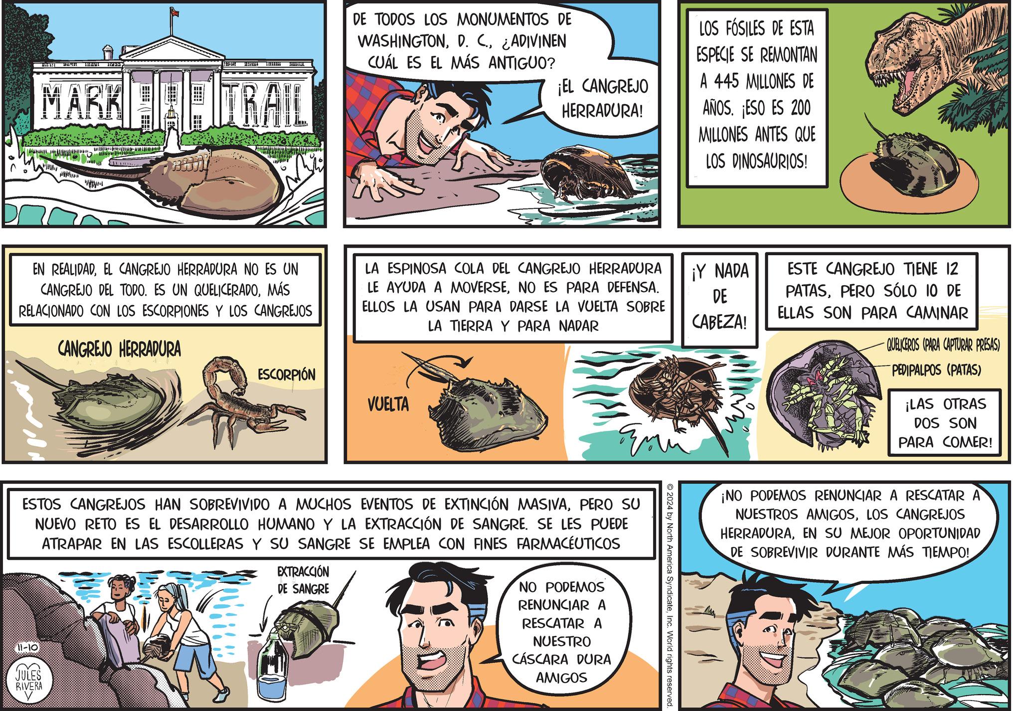 Parallel OCR: ° MARK TRAIL S 0 DE TODOS LOS MONUMENTOS DE WASHINGTON¿ADIVINEN CUÁL ES EL MÁS ANTIGUO? ¡EL CANGREJO HERRADURA! LOS FÓSILES DE ESTA ESPECIE SE REMONTAN A 445 MILLONES DE AÑOS. ¡ESO ES 200 MILLONES ANTES QUE LOS DINOSAURIOS! EN REALIDADEL CANGREJO HERRADURA NO ES UN CANGREJO DEL TODO. ES UN QUELICERADOMÁS RELACIONADO CON LOS ESCORPIONES Y LOS CANGREJOS LA ESPINOSA COLA DEL CANGREJO HERRADURA LE AYUDA A MOVERSENO ES PARA DEFENSA. ELLOS LA USAN PARA DARSE LA VUELTA SOBRE LA TIERRA Y PARA NADAR CANGREJO HERRADURA ESCORPIÓN VUELTA ¡Y NADA DE CABEZA! Em ESTOS CANGREJOS HAN SOBREVIVIDO A MUCHOS EVENTOS DE EXTINCIÓN MASIVAPERO SU NUEVO RETO ES EL DESARROLLO HUMANO Y LA EXTRACCIÓN DE SANGRE. SE LES PUEDE ATRAPAR EN LAS ESCOLLERAS Y SU SANGRE SE EMPLEA CON FINES FARMACÉUTICOS 11-10 JULES RIVERA EXTRACCIÓN DE SANGRE NO PODEMOS RENUNCIAR A RESCATAR A NUESTRO CÁSCARA DURA AMIGOS © 2024 by North America SyndicateInc. World rights reserved. ESTE CANGREJO TIENE 12 PATASPERO SÓLO 10 DE ELLAS SON PARA CAMINAR QUELICEROS (PARA CAPTURAR PRESAS) PEDIPALPOS (PATAS) ¡LAS OTRAS DOS SON PARA COMER! ¡NO PODEMOS RENUNCIAR RESCATAR A NUESTROS AMIGOSLOS CANGREJOS HERRADURAEN SU MEJOR OPORTUNIDAD DE SOBREVIVIR DURANTE MÁS TIEMPO! ° MARK TRAIL S 0 DE TODOS LOS MONUMENTOS DE WASHINGTOND. C.¿ ADIVINEN CUÁL ES EL MÁS ANTIGUO ? ¡ EL CANGREJO HERRADURA ! LOS FÓSILES DE ESTA ESPECIE SE REMONTAN A 445 MILLONES DE AÑOS . ¡ ESO ES 200 MILLONES ANTES QUE LOS DINOSAURIOS ! EN REALIDADEL CANGREJO HERRADURA NO ES UN CANGREJO DEL TODO . ES UN QUELICERADOMÁS RELACIONADO CON LOS ESCORPIONES Y LOS CANGREJOS LA ESPINOSA COLA DEL CANGREJO HERRADURA LE AYUDA A MOVERSENO ES PARA DEFENSA . ELLOS LA USAN PARA DARSE LA VUELTA SOBRE LA TIERRA Y PARA NADAR CANGREJO HERRADURA ESCORPIÓN VUELTA ¡ Y NADA DE CABEZA ! Em ESTOS CANGREJOS HAN SOBREVIVIDO A MUCHOS EVENTOS DE EXTINCIÓN MASIVAPERO SU NUEVO RETO ES EL DESARROLLO HUMANO Y LA EXTRACCIÓN DE SANGRE . SE LES PUEDE ATRAPAR EN LAS ESCOLLERAS Y SU SANGRE SE EMPLEA CON FINES FARMACÉUTICOS 11-10 JULES RIVERA EXTRACCIÓN DE SANGRE NO PODEMOS RENUNCIAR A RESCATAR A NUESTRO CÁSCARA DURA AMIGOS © 2024 by North America SyndicateInc. World rights reserved . ESTE CANGREJO TIENE 12 PATASPERO SÓLO 10 DE ELLAS SON PARA CAMINAR QUELICEROS ( PARA CAPTURAR PRESAS ) PEDIPALPOS ( PATAS ) ¡ LAS OTRAS DOS SON PARA COMER ! ¡ NO PODEMOS RENUNCIAR RESCATAR A NUESTROS AMIGOSLOS CANGREJOS HERRADURAEN SU MEJOR OPORTUNIDAD DE SOBREVIVIR DURANTE MÁS TIEMPO !