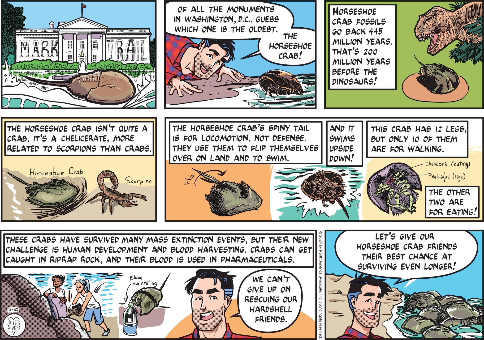 Sharing OCR: MARK TRAIL OF ALL THE MONUMENTS IN WASHINGTONGUESS WHICH ONE IS THE OLDEST. THE HORSESHOE CRAB! HORSESHOE CRAB FOSSILS GO BACK 445 MILLION YEARS. THAT'S 200 THE HORSESHOE CRAB ISN'T QUITE A CRAB. IT'S A CHELICERATEMORE RELATED TO SCORPIONS THAN CRABS. Horseshoe Crab THE HORSESHOE CRAB'S SPINY TAIL IS FOR LOCOMOTIONNOT DEFENSE. THEY USE THEM TO FLIP THEMSELVES OVER ON LAND AND TO SWIM. Scorpion Flip THESE CRABS HAVE SURVIVED MANY MASS EXTINCTION EVENTSBUT THEIR NEW CHALLENGE IS HUMAN DEVELOPMENT AND BLOOD HARVESTING. CRABS CAN GET CAUGHT IN RIPRAP ROCKAND THEIR BLOOD IS USED IN PHARMACEUTICALS. 11-10 JULES RIVERA Blood Harvesting WE CAN'T GIVE UP ON RESCUING OUR HARDSHELL FRIENDS. 2024 by North America SyndicateInc. World rights reserved. MILLION YEARS BEFORE THE DINOSAURS! AND IT SWIMS UPSIDE DOWN! THIS CRAB HAS 12 LEGSBUT ONLY 10 OF THEM ARE FOR WALKING. Chelicera (eating) -Pedipalps (legs) THE OTHER TWO ARE FOR EATING! LET'S GIVE OUR HORSESHOE CRAB FRIENDS THEIR BEST CHANCE AT SURVIVING EVEN LONGER! MARK TRAIL OF ALL THE MONUMENTS IN WASHINGTONGUESS WHICH ONE IS THE OLDEST . THE HORSESHOE CRAB ! HORSESHOE CRAB FOSSILS GO BACK 445 MILLION YEARS . THAT'S 200 THE HORSESHOE CRAB ISN'T QUITE A CRAB . IT'S A CHELICERATEMORE RELATED TO SCORPIONS THAN CRABS . Horseshoe Crab THE HORSESHOE CRAB'S SPINY TAIL IS FOR LOCOMOTIONNOT DEFENSE . THEY USE THEM TO FLIP THEMSELVES OVER ON LAND AND TO SWIM . Scorpion Flip THESE CRABS HAVE SURVIVED MANY MASS EXTINCTION EVENTSBUT THEIR NEW CHALLENGE IS HUMAN DEVELOPMENT AND BLOOD HARVESTING . CRABS CAN GET CAUGHT IN RIPRAP ROCKAND THEIR BLOOD IS USED IN PHARMACEUTICALS . 11-10 JULES RIVERA Blood Harvesting WE CAN'T GIVE UP ON RESCUING OUR HARDSHELL FRIENDS . 2024 by North America SyndicateInc. World rights reserved . MILLION YEARS BEFORE THE DINOSAURS ! AND IT SWIMS UPSIDE DOWN ! THIS CRAB HAS 12 LEGSBUT ONLY 10 OF THEM ARE FOR WALKING . Chelicera ( eating ) -Pedipalps ( legs ) THE OTHER TWO ARE FOR EATING ! LET'S GIVE OUR HORSESHOE CRAB FRIENDS THEIR BEST CHANCE AT SURVIVING EVEN LONGER !