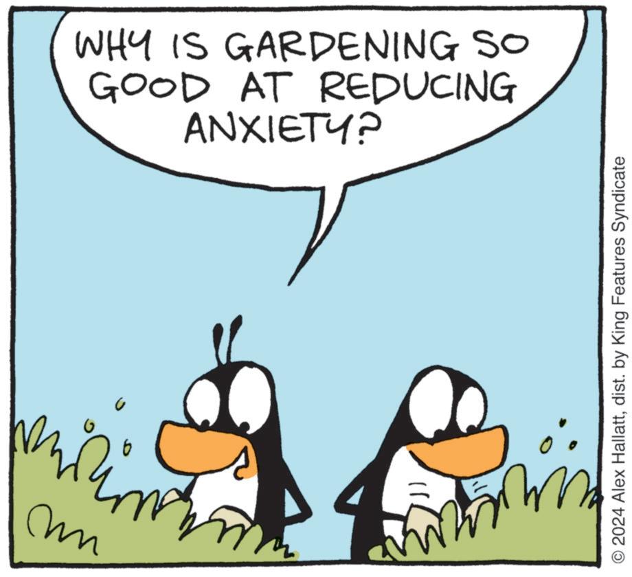 Beak OCR: m WHY IS GARDENING SO GOOD AT REDUCING ANXIETY? 0° O2024 Alex Hallattdist. by King Features Syndicate m WHY IS GARDENING SO GOOD AT REDUCING ANXIETY ? 0 ° O2024 Alex Hallattdist . by King Features Syndicate