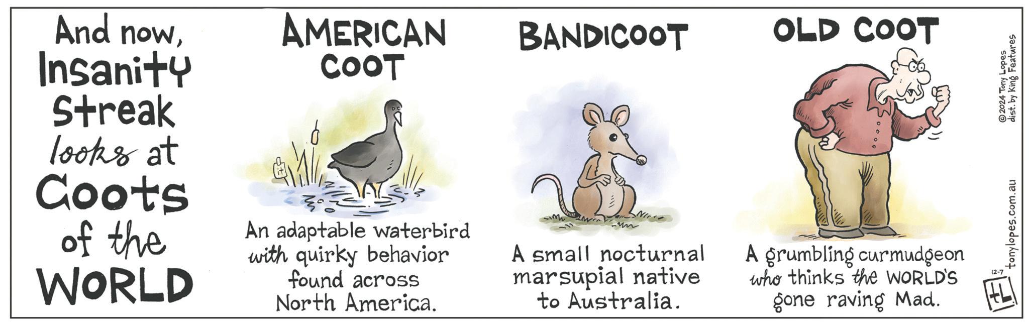 Terrestrial animal OCR: And nowInsanity Streak looks at Coots of the WORLD AMERICAN COOT BANDICOOT OLD COOT An adaptable waterbird with quirky behavior found across North America. A small nocturnal marsupial native to Australia. A grumbling curmudgeon who thinks the WORLD'S gone raving Mad. 12-7 tonylopes.com.au 2024 Tony Lopes dist. by King Features And nowInsanity Streak looks at Coots of the WORLD AMERICAN COOT BANDICOOT OLD COOT An adaptable waterbird with quirky behavior found across North America . A small nocturnal marsupial native to Australia . A grumbling curmudgeon who thinks the WORLD'S gone raving Mad . 12-7 tonylopes.com.au 2024 Tony Lopes dist . by King Features