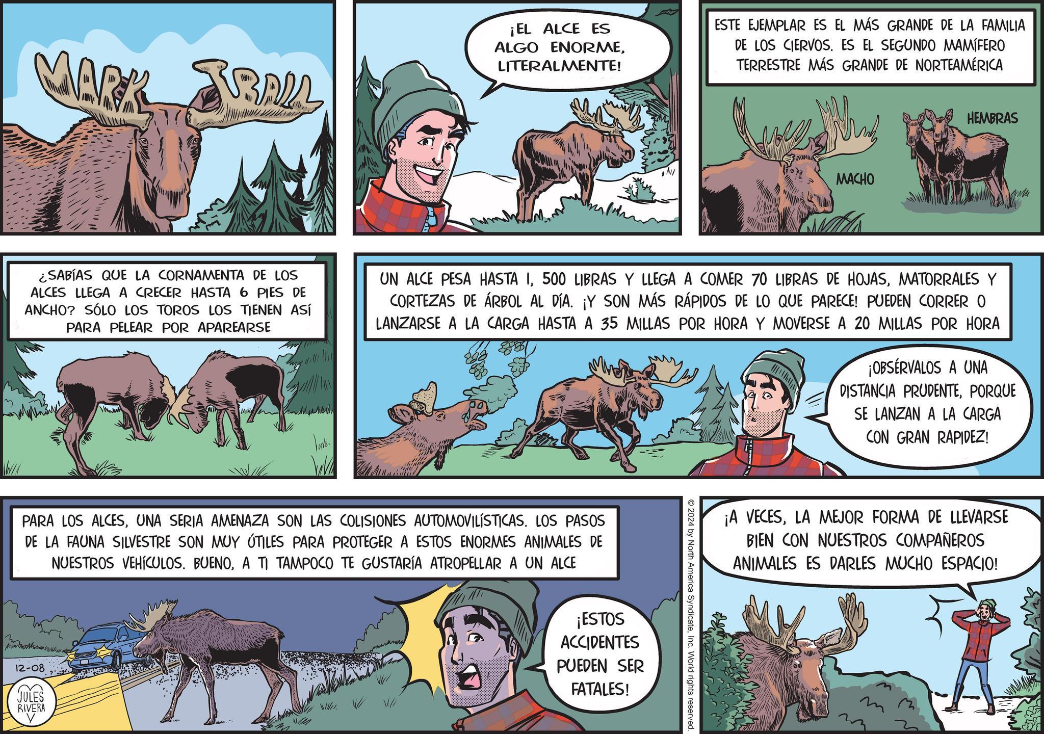 Working animal OCR: MARK SBALL ¡EL ALCE ES ALGO ENORMELITERALMENTE! ESTE EJEMPLAR ES EL MÁS GRANDE DE LA FAMILIA DE LOS CIERVOS. ES EL SEGUNDO MAMÍFERO TERRESTRE MÁS GRANDE DE NORTEAMÉRICA HEMBRAS MACHO ¿SABÍAS QUE LA CORNAMENTA DE LOS ALCES LLEGA A CRECER HASTA 6 PIES DE ANCHO? SÓLO LOS TOROS LOS TIENEN ASÍ PARA PELEAR POR APAREARSE Jule UN ALCE PESA HASTA IMATORRALES Y CORTEZAS DE ÁRBOL AL DÍA. ¡Y SON MÁS RÁPIDOS DE LO QUE PARECE! PUEDEN CORRER O LANZARSE A LA CARGA HASTA A 35 MILLAS POR HORA Y MOVERSE A 20 MILLAS POR HORA ¡OBSERVALOS A UNA DISTANCIA PRUDENTEPORQUE SE LANZAN A LA CARGA CON GRAN RAPIDEZ! PARA LOS ALCESUNA SERIA AMENAZA SON LAS COLISIONES AUTOMOVILÍSTICAS. LOS PASOS DE LA FAUNA SILVESTRE SON MUY ÚTILES PARA PROTEGER A ESTOS ENORMES ANIMALES DE NUESTROS VEHÍCULOS. BUENOA TI TAMPOCO TE GUSTARÍA ATROPELLAR A UN ALCE 12-08 JULES RIVERA ¡ESTOS ACCIDENTES PUEDEN SER FATALES! UM ¡A VECESLA MEJOR FORMA DE LLEVARSE BIEN CON NUESTROS COMPAÑEROS ANIMALES ES DARLES MUCHO ESPACIO! 2024 by North America SyndicateInc. World rights reserved. MARK SBALL ¡ EL ALCE ES ALGO ENORMELITERALMENTE ! ESTE EJEMPLAR ES EL MÁS GRANDE DE LA FAMILIA DE LOS CIERVOS . ES EL SEGUNDO MAMÍFERO TERRESTRE MÁS GRANDE DE NORTEAMÉRICA HEMBRAS MACHO ¿ SABÍAS QUE LA CORNAMENTA DE LOS ALCES LLEGA A CRECER HASTA 6 PIES DE ANCHO ? SÓLO LOS TOROS LOS TIENEN ASÍ PARA PELEAR POR APAREARSE Jule UN ALCE PESA HASTA I500 LIBRAS Y LLEGA A COMER 70 LIBRAS DE HOJASMATORRALES Y CORTEZAS DE ÁRBOL AL DÍA . ¡ Y SON MÁS RÁPIDOS DE LO QUE PARECE ! PUEDEN CORRER O LANZARSE A LA CARGA HASTA A 35 MILLAS POR HORA Y MOVERSE A 20 MILLAS POR HORA ¡ OBSERVALOS A UNA DISTANCIA PRUDENTEPORQUE SE LANZAN A LA CARGA CON GRAN RAPIDEZ ! PARA LOS ALCESUNA SERIA AMENAZA SON LAS COLISIONES AUTOMOVILÍSTICAS . LOS PASOS DE LA FAUNA SILVESTRE SON MUY ÚTILES PARA PROTEGER A ESTOS ENORMES ANIMALES DE NUESTROS VEHÍCULOS . BUENOA TI TAMPOCO TE GUSTARÍA ATROPELLAR A UN ALCE 12-08 JULES RIVERA ¡ ESTOS ACCIDENTES PUEDEN SER FATALES ! UM ¡ A VECESLA MEJOR FORMA DE LLEVARSE BIEN CON NUESTROS COMPAÑEROS ANIMALES ES DARLES MUCHO ESPACIO ! 2024 by North America SyndicateInc. World rights reserved .