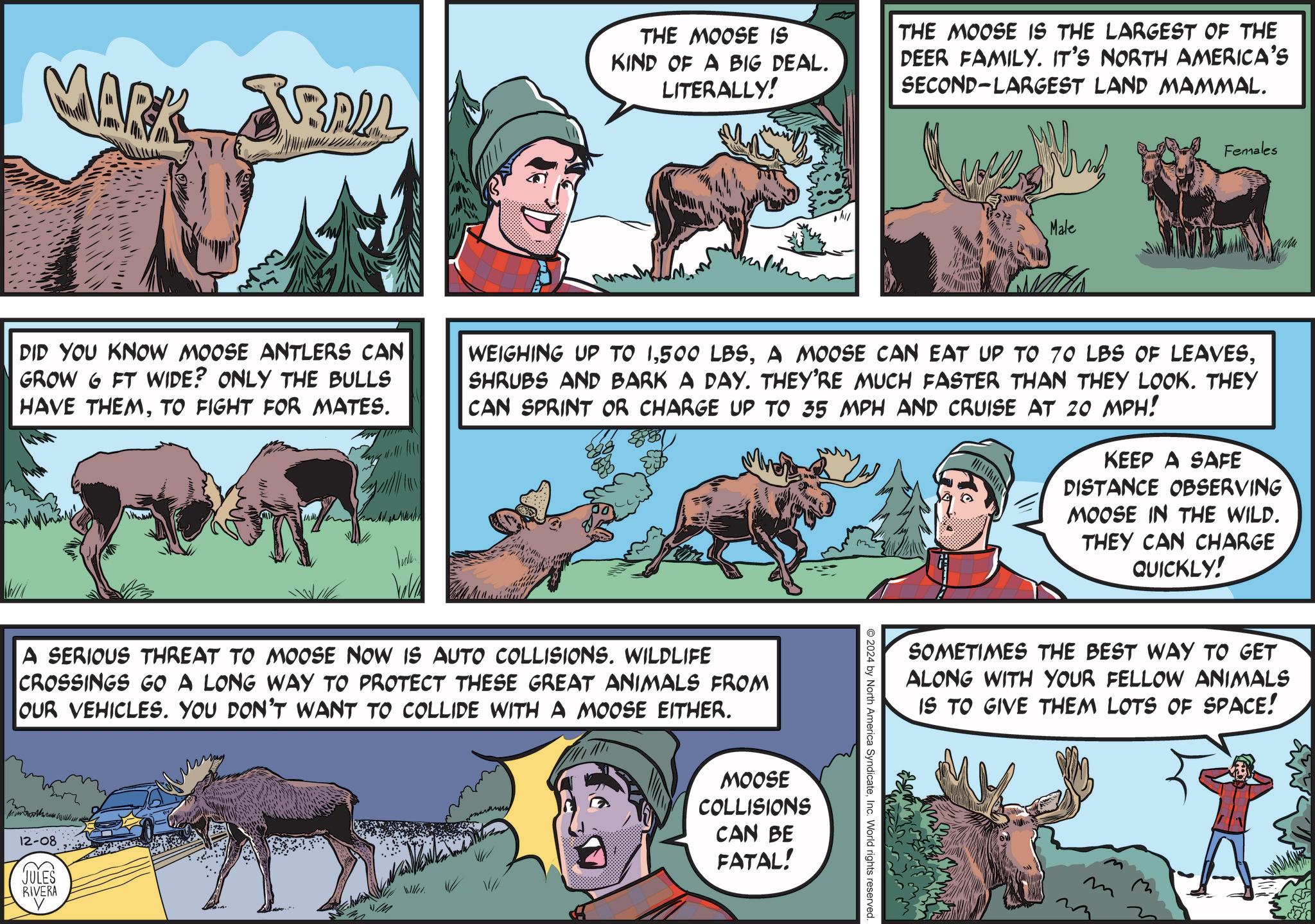 Fiction OCR: MARK BRALL THE MOOSE IS KIND OF A BIG DEAL. LITERALLY! THE MOOSE IS THE LARGEST OF THE DEER FAMILY. IT'S NORTH AMERICA'S SECOND-LARGEST LAND MAMMAL. Male Females DID YOU KNOW MOOSE ANTLERS CAN GROW 6 FT WIDE? ONLY THE BULLS HAVE THEMTO FIGHT FOR MATES. WEIGHING UP TO 1SHRUBS AND BARK A DAY. THEY'RE MUCH FASTER THAN THEY LOOK. THEY CAN SPRINT OR CHARGE UP TO 35 MPH AND CRUISE AT 20 MPH! KEEP A SAFE DISTANCE OBSERVING MOOSE IN THE WILD. THEY CAN CHARGE QUICKLY! A SERIOUS THREAT TO MOOSE NOW IS AUTO COLLISIONS. WILDLIFE CROSSINGS GO A LONG WAY TO PROTECT THESE GREAT ANIMALS FROM OUR VEHICLES. YOU DON'T WANT TO COLLIDE WITH A MOOSE EITHER. 12-08 JULES RIVERA JIM MOOSE COLLISIONS CAN BE FATAL! O2024 by North America SyndicateInc. World rights reserved. SOMETIMES THE BEST WAY TO GET ALONG WITH YOUR FELLOW ANIMALS IS TO GIVE THEM LOTS OF SPACE! MARK BRALL THE MOOSE IS KIND OF A BIG DEAL . LITERALLY ! THE MOOSE IS THE LARGEST OF THE DEER FAMILY . IT'S NORTH AMERICA'S SECOND - LARGEST LAND MAMMAL . Male Females DID YOU KNOW MOOSE ANTLERS CAN GROW 6 FT WIDE ? ONLY THE BULLS HAVE THEMTO FIGHT FOR MATES . WEIGHING UP TO 1500 LBSA MOOSE CAN EAT UP TO 70 LBS OF LEAVESSHRUBS AND BARK A DAY . THEY'RE MUCH FASTER THAN THEY LOOK . THEY CAN SPRINT OR CHARGE UP TO 35 MPH AND CRUISE AT 20 MPH ! KEEP A SAFE DISTANCE OBSERVING MOOSE IN THE WILD . THEY CAN CHARGE QUICKLY ! A SERIOUS THREAT TO MOOSE NOW IS AUTO COLLISIONS . WILDLIFE CROSSINGS GO A LONG WAY TO PROTECT THESE GREAT ANIMALS FROM OUR VEHICLES . YOU DON'T WANT TO COLLIDE WITH A MOOSE EITHER . 12-08 JULES RIVERA JIM MOOSE COLLISIONS CAN BE FATAL ! O2024 by North America SyndicateInc. World rights reserved . SOMETIMES THE BEST WAY TO GET ALONG WITH YOUR FELLOW ANIMALS IS TO GIVE THEM LOTS OF SPACE !