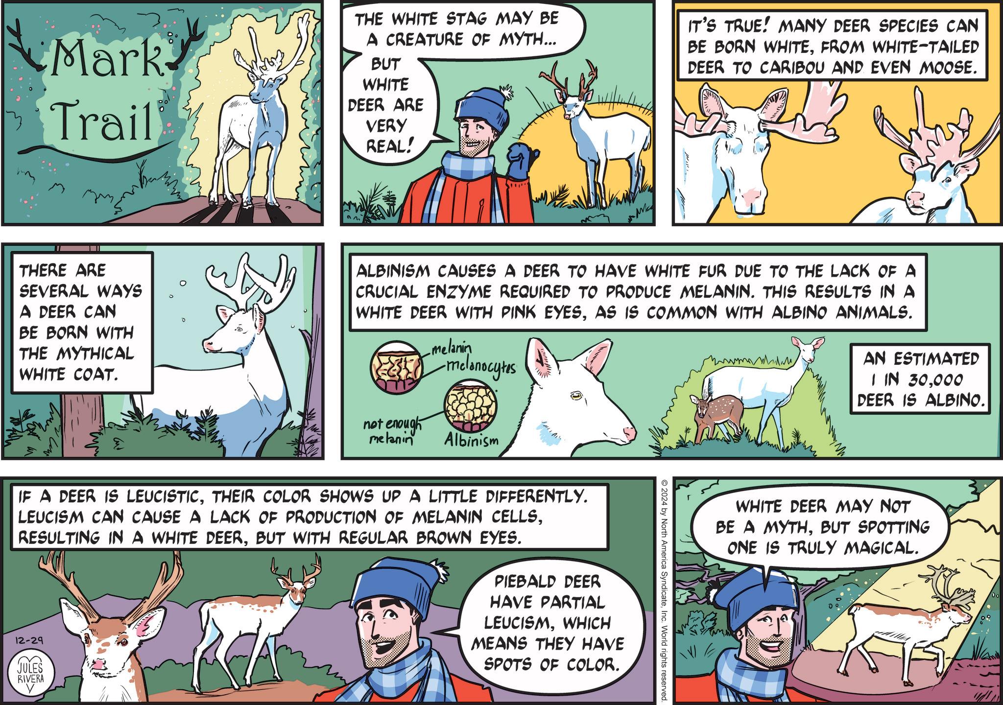 Art OCR: Mark Trail THE WHITE STAG MAY BE A CREATURE OF MYTH... BUT WHITE DEER ARE VERY REAL! IT'S TRUE! MANY DEER SPECIES CAN BE BORN WHITEFROM WHITE-TAILED DEER TO CARIBOU AND EVEN MOOSE. THERE ARE SEVERAL WAYS A DEER CAN BE BORN WITH THE MYTHICAL WHITE COAT. ALBINISM CAUSES A DEER TO HAVE WHITE FUR DUE TO THE LACK OF A CRUCIAL ENZYME REQUIRED TO PRODUCE MELANIN. THIS RESULTS IN A WHITE DEER WITH PINK EYESAS IS COMMON WITH ALBINO ANIMALS. melanin -melanocytos AN ESTIMATED I IN 30000 DEER IS ALBINO. not enough melanin Albinism 2024 by North America SyndicateInc. World rights reserved IF A DEER IS LEUCISTICTHEIR COLOR SHOWS UP A LITTLE DIFFERENTLY. LEUCISM CAN CAUSE A LACK OF PRODUCTION OF MELANIN CELLSBUT WITH REGULAR BROWN EYES. 12-29 JULES JULES RIVERA ? PIEBALD DEER HAVE PARTIAL LEUCISMWHICH MEANS THEY HAVE SPOTS OF COLOR. WHITE DEER MAY NOT BE A MYTHBUT SPOTTING ONE IS TRULY MAGICAL. Mark Trail THE WHITE STAG MAY BE A CREATURE OF MYTH ... BUT WHITE DEER ARE VERY REAL ! IT'S TRUE ! MANY DEER SPECIES CAN BE BORN WHITEFROM WHITE - TAILED DEER TO CARIBOU AND EVEN MOOSE . THERE ARE SEVERAL WAYS A DEER CAN BE BORN WITH THE MYTHICAL WHITE COAT . ALBINISM CAUSES A DEER TO HAVE WHITE FUR DUE TO THE LACK OF A CRUCIAL ENZYME REQUIRED TO PRODUCE MELANIN . THIS RESULTS IN A WHITE DEER WITH PINK EYESAS IS COMMON WITH ALBINO ANIMALS . melanin -melanocytos AN ESTIMATED I IN 30000 DEER IS ALBINO . not enough melanin Albinism 2024 by North America SyndicateInc. World rights reserved IF A DEER IS LEUCISTICTHEIR COLOR SHOWS UP A LITTLE DIFFERENTLY . LEUCISM CAN CAUSE A LACK OF PRODUCTION OF MELANIN CELLSRESULTING IN A WHITE DEERBUT WITH REGULAR BROWN EYES . 12-29 JULES JULES RIVERA ? PIEBALD DEER HAVE PARTIAL LEUCISMWHICH MEANS THEY HAVE SPOTS OF COLOR . WHITE DEER MAY NOT BE A MYTHBUT SPOTTING ONE IS TRULY MAGICAL .