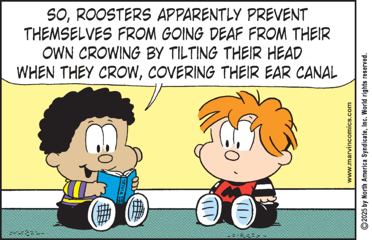 Conversation OCR: SOROOSTERS APPARENTLY PREVENT THEMSELVES FROM GOING DEAF FROM THEIR OWN CROWING BY TILTING THEIR HEAD WHEN THEY CROWCOVERING THEIR EAR CANAL 7 TRIVIA 111 www.marvincomics.com 2025 by North America SyndicateInc. World rights reserved. SOROOSTERS APPARENTLY PREVENT THEMSELVES FROM GOING DEAF FROM THEIR OWN CROWING BY TILTING THEIR HEAD WHEN THEY CROWCOVERING THEIR EAR CANAL 7 TRIVIA 111 www.marvincomics.com 2025 by North America SyndicateInc. World rights reserved .