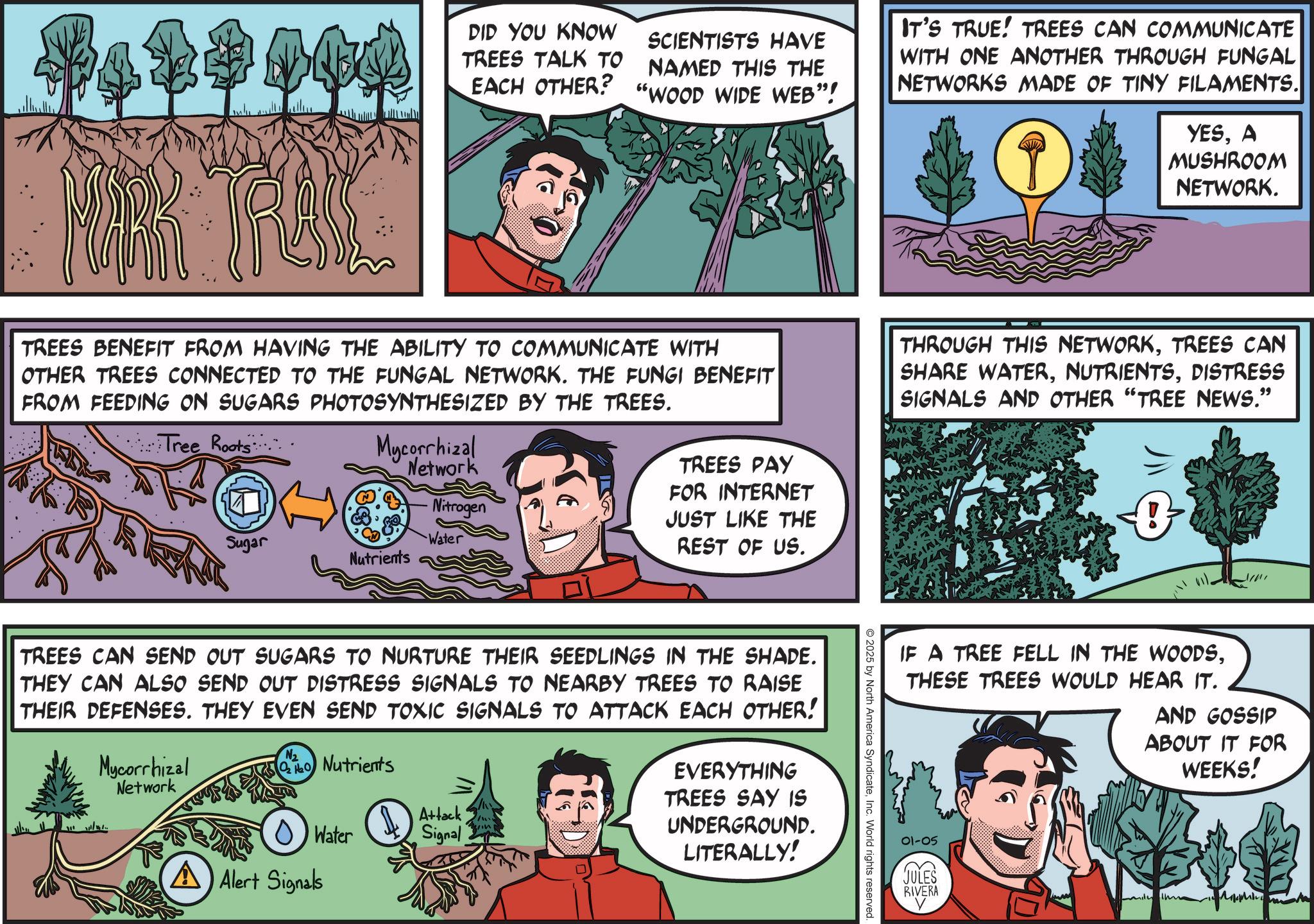 Animation OCR: RA DID YOU KNOW TREES TALK TO SCIENTISTS HAVE NAMED THIS THE EACH OTHER? "WOOD WIDE WEB”! IT'S TRUE! TREES CAN COMMUNICATE WITH ONE ANOTHER THROUGH FUNGAL NETWORKS MADE OF TINY FILAMENTS. ? YESA MUSHROOM NETWORK. TREES BENEFIT FROM HAVING THE ABILITY TO COMMUNICATE WITH OTHER TREES CONNECTED TO THE FUNGAL NETWORK. THE FUNGI BENEFIT FROM FEEDING ON SUGARS PHOTOSYNTHESIZED BY THE TREES. Tree Roots: Mycorrhizal Network Nitrogen Sugar Water Nutrients TREES PAY FOR INTERNET JUST LIKE THE REST OF US. THROUGH THIS NETWORKTREES CAN SHARE WATERDISTRESS SIGNALS AND OTHER "TREE NEWS." TREES CAN SEND OUT SUGARS TO NURTURE THEIR SEEDLINGS IN THE SHADE. THEY CAN ALSO SEND OUT DISTRESS SIGNALS TO NEARBY TREES TO RAISE THEIR DEFENSES. THEY EVEN SEND TOXIC SIGNALS TO ATTACK EACH OTHER! Mycorrhizal Network Nutrients Attack Water Signal EVERYTHING TREES SAY IS UNDERGROUND. LITERALLY! AAlert Signals IF A TREE FELL IN THE WOODSTHESE TREES WOULD HEAR IT. AND GOSSIP ABOUT IT FOR WEEKS! 2025 by North America SyndicateInc. World rights reserved. 01-05 JULES << RIVERA RA DID YOU KNOW TREES TALK TO SCIENTISTS HAVE NAMED THIS THE EACH OTHER ? " WOOD WIDE WEB ” ! IT'S TRUE ! TREES CAN COMMUNICATE WITH ONE ANOTHER THROUGH FUNGAL NETWORKS MADE OF TINY FILAMENTS . ? YESA MUSHROOM NETWORK . TREES BENEFIT FROM HAVING THE ABILITY TO COMMUNICATE WITH OTHER TREES CONNECTED TO THE FUNGAL NETWORK . THE FUNGI BENEFIT FROM FEEDING ON SUGARS PHOTOSYNTHESIZED BY THE TREES . Tree Roots : Mycorrhizal Network Nitrogen Sugar Water Nutrients TREES PAY FOR INTERNET JUST LIKE THE REST OF US . THROUGH THIS NETWORKTREES CAN SHARE WATERDISTRESS SIGNALS AND OTHER " TREE NEWS . " TREES CAN SEND OUT SUGARS TO NURTURE THEIR SEEDLINGS IN THE SHADE . THEY CAN ALSO SEND OUT DISTRESS SIGNALS TO NEARBY TREES TO RAISE THEIR DEFENSES . THEY EVEN SEND TOXIC SIGNALS TO ATTACK EACH OTHER ! Mycorrhizal Network Nutrients Attack Water Signal EVERYTHING TREES SAY IS UNDERGROUND . LITERALLY ! AAlert Signals IF A TREE FELL IN THE WOODSTHESE TREES WOULD HEAR IT . AND GOSSIP ABOUT IT FOR WEEKS ! 2025 by North America SyndicateInc. World rights reserved . 01-05 JULES << RIVERA