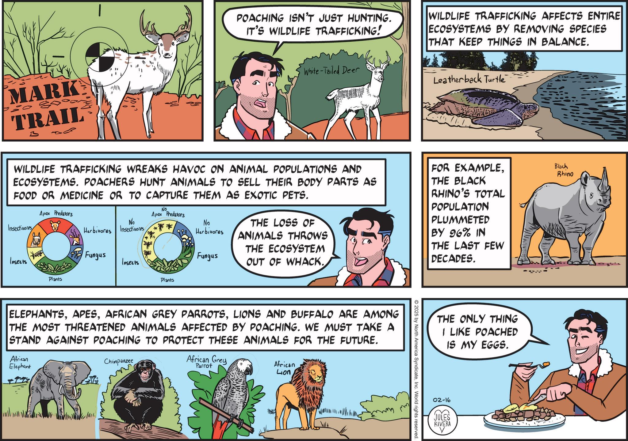 Canidae OCR: MARK TRAIL B ??? POACHING ISN'T JUST HUNTING. IT'S WILDLIFE TRAFFICKING! White-Tailed Deer WILDLIFE TRAFFICKING AFFECTS ENTIRE ECOSYSTEMS BY REMOVING SPECIES THAT KEEP THINGS IN BALANCE. Leatherback Turtle WILDLIFE TRAFFICKING WREAKS HAVOC ON ANIMAL POPULATIONS AND ECOSYSTEMS. POACHERS HUNT ANIMALS TO SELL THEIR BODY PARTS AS FOOD OR MEDICINE OR TO CAPTURE THEM AS EXOTIC PETS. Apex Predators No Apex Predators No No Insectivores Herbivores Insectivores ***/ THE LOSS OF Herbivores ANIMALS THROWS Fungus Fungus Insects THE ECOSYSTEM OUT OF WHACK. Insects FOR EXAMPLETHE BLACK RHINO'S TOTAL POPULATION PLUMMETED BY 96% IN THE LAST FEW DECADES. Plants Plants ELEPHANTSLIONS AND BUFFALO ARE AMONG THE MOST THREATENED ANIMALS AFFECTED BY POACHING. WE MUST TAKE A STAND AGAINST POACHING TO PROTECT THESE ANIMALS FOR THE FUTURE. African Elephant Chimpanzee African Grey Parrot African Lion ? ???? ??? m 2025 by North America SyndicateInc. World rights reserved. THE ONLY THING I LIKE POACHED IS MY EGGS. 02-16 JULES RIVERA Black Rhino MARK TRAIL B ?? ? POACHING ISN'T JUST HUNTING . IT'S WILDLIFE TRAFFICKING ! White - Tailed Deer WILDLIFE TRAFFICKING AFFECTS ENTIRE ECOSYSTEMS BY REMOVING SPECIES THAT KEEP THINGS IN BALANCE . Leatherback Turtle WILDLIFE TRAFFICKING WREAKS HAVOC ON ANIMAL POPULATIONS AND ECOSYSTEMS . POACHERS HUNT ANIMALS TO SELL THEIR BODY PARTS AS FOOD OR MEDICINE OR TO CAPTURE THEM AS EXOTIC PETS . Apex Predators No Apex Predators No No Insectivores Herbivores Insectivores *** / THE LOSS OF Herbivores ANIMALS THROWS Fungus Fungus Insects THE ECOSYSTEM OUT OF WHACK . Insects FOR EXAMPLETHE BLACK RHINO'S TOTAL POPULATION PLUMMETED BY 96 % IN THE LAST FEW DECADES . Plants Plants ELEPHANTSAFRICAN GREY PARROTSLIONS AND BUFFALO ARE AMONG THE MOST THREATENED ANIMALS AFFECTED BY POACHING . WE MUST TAKE A STAND AGAINST POACHING TO PROTECT THESE ANIMALS FOR THE FUTURE . African Elephant Chimpanzee African Grey Parrot African Lion ? ???? ??? m 2025 by North America SyndicateInc. World rights reserved . THE ONLY THING I LIKE POACHED IS MY EGGS . 02-16 JULES RIVERA Black Rhino