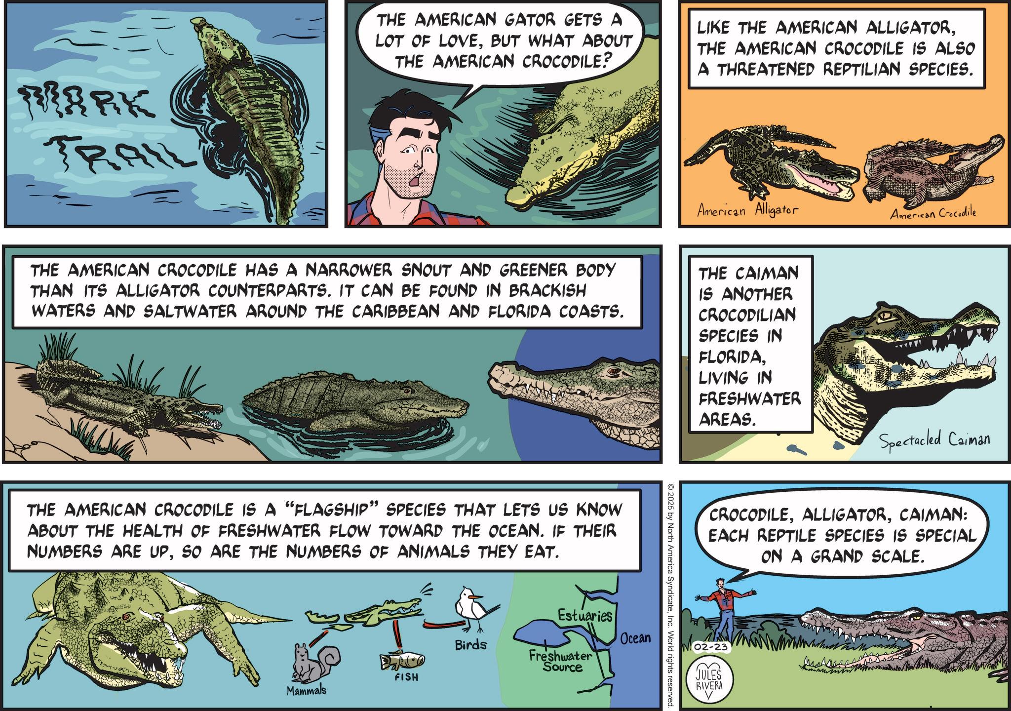 Fiction OCR: BARK TRAIL THE AMERICAN GATOR GETS A LOT OF LOVEBUT WHAT ABOUT THE AMERICAN CROCODILE? LIKE THE AMERICAN ALLIGATORTHE AMERICAN CROCODILE IS ALSO A THREATENED REPTILIAN SPECIES. American Alligator THE AMERICAN CROCODILE HAS A NARROWER SNOUT AND GREENER BODY THAN ITS ALLIGATOR COUNTERPARTS. IT CAN BE FOUND IN BRACKISH WATERS AND SALTWATER AROUND THE CARIBBEAN AND FLORIDA COASTS. THE CAIMAN IS ANOTHER CROCODILIAN SPECIES IN FLORIDALIVING IN FRESHWATER AREAS. THE AMERICAN CROCODILE IS A "FLAGSHIP" SPECIES THAT LETS US KNOW ABOUT THE HEALTH OF FRESHWATER FLOW TOWARD THE OCEAN. IF THEIR NUMBERS ARE UPSO ARE THE NUMBERS OF ANIMALS THEY EAT. FISH Mammals Estuaries Ocean Birds Freshwater Source 2025 by North America SyndicateInc. World rights reserved. American Crocodile Spectacled Caiman CROCODILECAIMAN: EACH REPTILE SPECIES IS SPECIALON A GRAND SCALE. 02-23 JULES <Z< RIVERA BARK TRAIL THE AMERICAN GATOR GETS A LOT OF LOVEBUT WHAT ABOUT THE AMERICAN CROCODILE ? LIKE THE AMERICAN ALLIGATORTHE AMERICAN CROCODILE IS ALSO A THREATENED REPTILIAN SPECIES . American Alligator THE AMERICAN CROCODILE HAS A NARROWER SNOUT AND GREENER BODY THAN ITS ALLIGATOR COUNTERPARTS . IT CAN BE FOUND IN BRACKISH WATERS AND SALTWATER AROUND THE CARIBBEAN AND FLORIDA COASTS . THE CAIMAN IS ANOTHER CROCODILIAN SPECIES IN FLORIDALIVING IN FRESHWATER AREAS . THE AMERICAN CROCODILE IS A " FLAGSHIP " SPECIES THAT LETS US KNOW ABOUT THE HEALTH OF FRESHWATER FLOW TOWARD THE OCEAN . IF THEIR NUMBERS ARE UPSO ARE THE NUMBERS OF ANIMALS THEY EAT . FISH Mammals Estuaries Ocean Birds Freshwater Source 2025 by North America SyndicateInc. World rights reserved . American Crocodile Spectacled Caiman CROCODILECAIMAN : EACH REPTILE SPECIES IS SPECIALON A GRAND SCALE . 02-23 JULES < Z < RIVERA