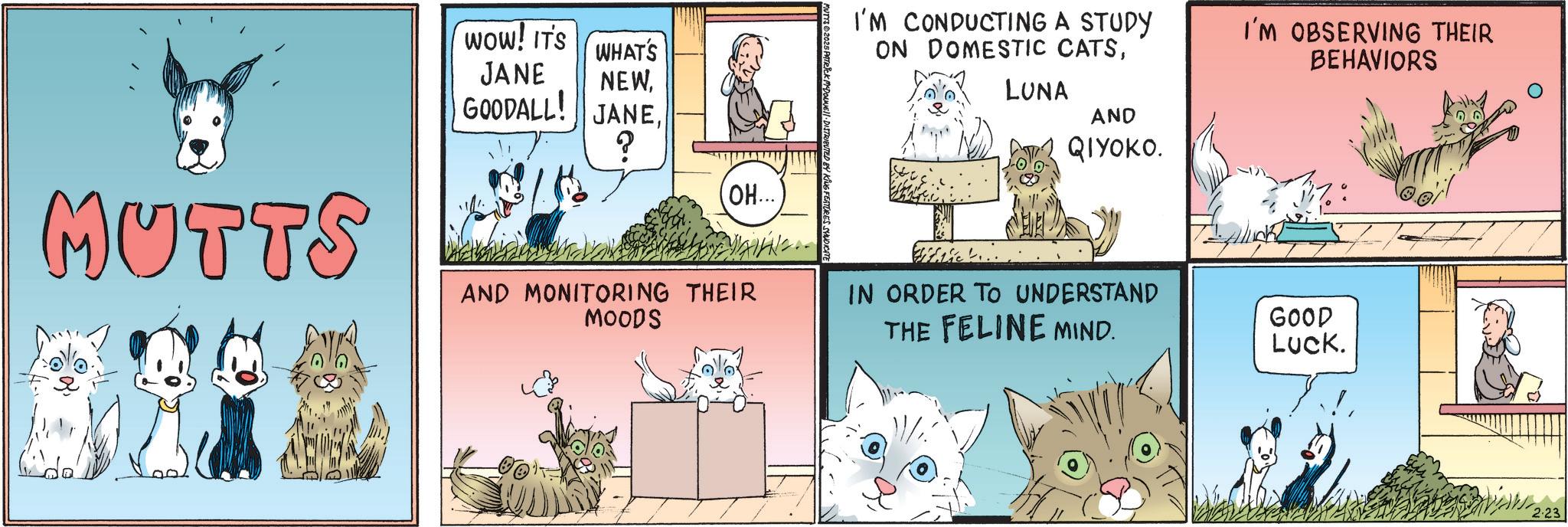 Photo caption OCR: MUTTS WOW! IT'S WHAT'S JANE NEW? OH... I'M CONDUCTING A STUDY ON DOMESTIC CATSI'M OBSERVING THEIR BEHAVIORS LUNA AND QIYOKO. AND MONITORING THEIR MOODS IN ORDER TO UNDERSTAND THE FELINE MIND. GOOD LUCK. 2.23 MUTTS WOW ! IT'S WHAT'S JANE NEWGOODALL ! JANE? OH ... I'M CONDUCTING A STUDY ON DOMESTIC CATSI'M OBSERVING THEIR BEHAVIORS LUNA AND QIYOKO . AND MONITORING THEIR MOODS IN ORDER TO UNDERSTAND THE FELINE MIND . GOOD LUCK . 2.23