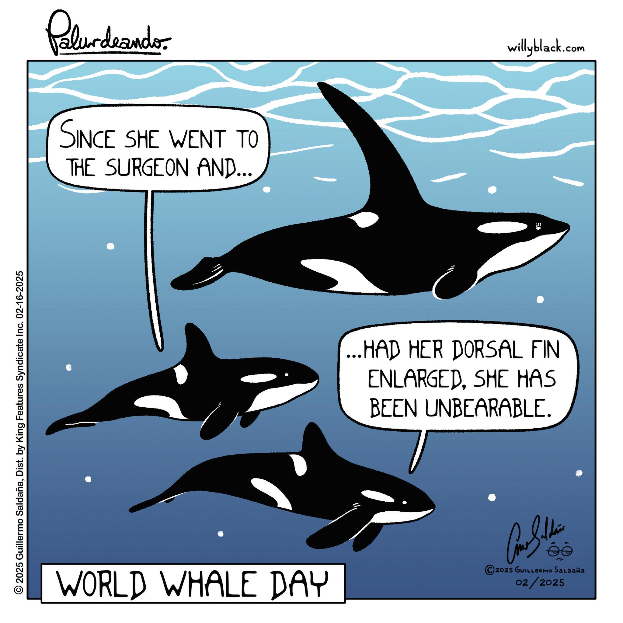 Photo caption OCR: © 2025 Guillermo SaldañaDist. by King Features Syndicate Inc. 02-16-2025 Palurdnander. SINCE SHE WENT TO THE SURGEON AND... ...HAD HER DORSAL FIN ENLARGEDSHE HAS BEEN UNBEARABLE. WORLD WHALE DAY ?? 2025 GUILLERMO SALDAÑA 02/2025 willyblack.com © 2025 Guillermo SaldañaDist . by King Features Syndicate Inc. 02-16-2025 Palurdnander . SINCE SHE WENT TO THE SURGEON AND ... ... HAD HER DORSAL FIN ENLARGEDSHE HAS BEEN UNBEARABLE . WORLD WHALE DAY ?? 2025 GUILLERMO SALDAÑA 02/2025 willyblack.com