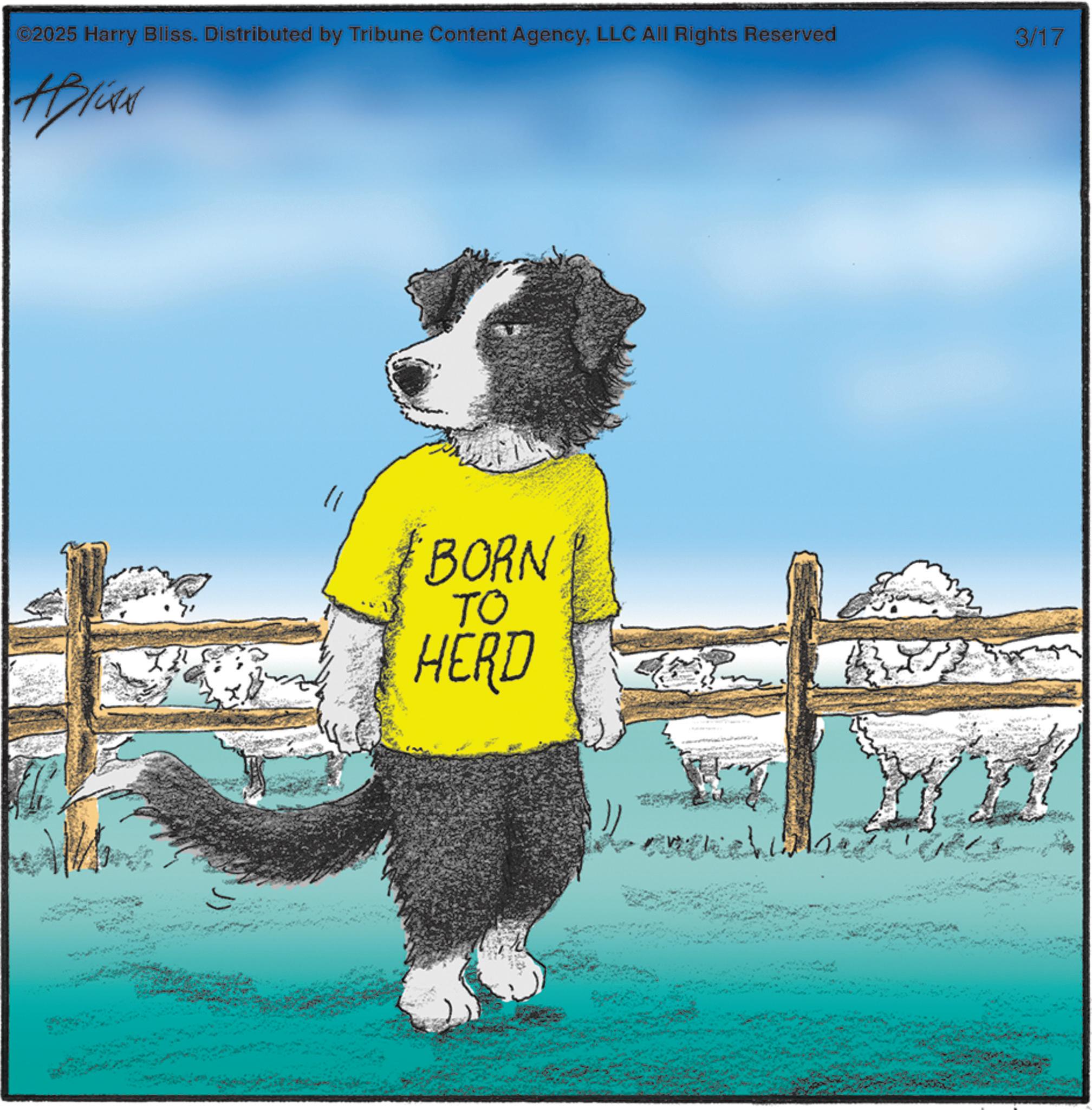 Animation OCR: ©2025 Harry Bliss. Distributed by Tribune Content AgencyLLC All Rights Reserved 3/17 BORN TO HERD © 2025 Harry Bliss . Distributed by Tribune Content AgencyLLC All Rights Reserved 3/17 BORN TO HERD