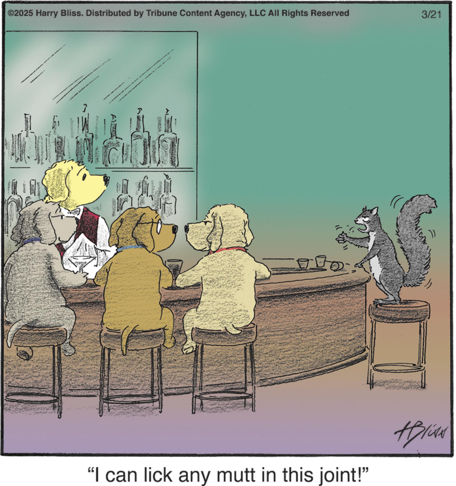 Photo caption OCR: ©2025 Harry Bliss. Distributed by Tribune Content AgencyLLC All Rights Reserved A 3/21 "I can lick any mutt in this joint!" #Bliver © 2025 Harry Bliss . Distributed by Tribune Content AgencyLLC All Rights Reserved A 3/21 " I can lick any mutt in this joint ! " #Bliver