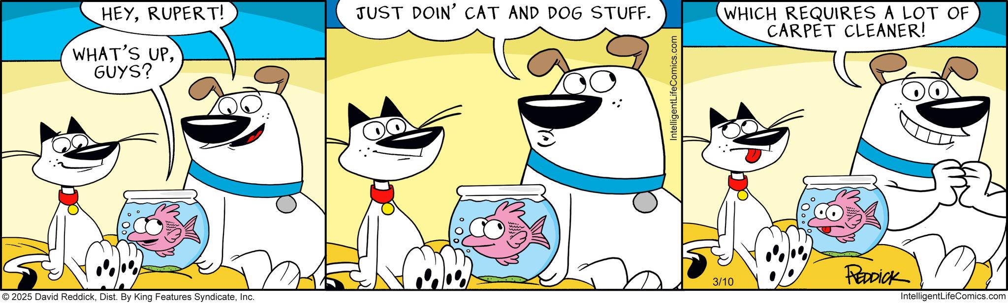 Graphics OCR: HEYRUPERT! JUST DOIN' CAT AND DOG STUFF. WHAT'S UPGUYS? IntelligentLifeComics.com 3/10 © 2025 David ReddickInc. WHICH REQUIRES A LOT OF CARPET CLEANER! REDDICK 32 IntelligentLifeComics.com HEYRUPERT ! JUST DOIN ' CAT AND DOG STUFF . WHAT'S UPGUYS ? IntelligentLifeComics.com 3/10 © 2025 David ReddickDist . By King Features SyndicateInc. WHICH REQUIRES A LOT OF CARPET CLEANER ! REDDICK 32 IntelligentLifeComics.com