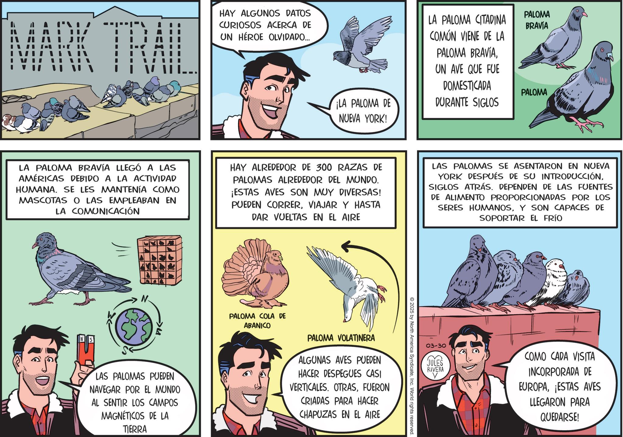 Fictional character OCR: PALOMA BRAVIA MARK TRAIL HAY ALGUNOS DATOS CURIOSOS ACERCA DE UN HÉROE OLVIDADO.... ¡LA PALOMA DE NUEVA YORK! LA PALOMA CITADINA COMÚN VIENE DE LA PALOMA BRAVIAUN AVE QUE FUE DOMESTICADA DURANTE SIGLOS PALOMA LA PALOMA BRAVÍA LLEGÓ A LAS AMÉRICAS DEBIDO A LA ACTIVIDAD HUMANA. SE LES MANTENÍA COMO MASCOTAS O LAS EMPLEABAN EN LA COMUNICACIÓN HAY ALREDEDOR DE 300 RAZAS DE PALOMAS ALREDEDOR DEL MUNDO. ¡ESTAS AVES SON MUY DIVERSAS! PUEDEN CORRERVIAJAR Y HASTA DAR VUELTAS EN EL AIRE LAS PALOMAS SE ASENTARON EN NUEVA YORK DESPUÉS DE SU INTRODUCCIÓNSIGLOS ATRÁS. DEPENDEN DE LAS FUENTES DE ALIMENTO PROPORCIONADAS POR LOS SERES HUMANOSY SON CAPACES DE SOPORTAR EL FRÍO S N >48 LAS PALOMAS PUEDEN NAVEGAR POR EL MUNDO AL SENTIR LOS CAMPOS MAGNÉTICOS DE LA TIERRA 03-30 JULES RIVERA COMO CADA VISITA INCORPORADA DE EUROPA¡ESTAS AVES LLEGARON PARA QUEDARSE! 2025 by North America SyndicateInc. World rights reserved. PALOMA COLA DE ABANICO PALOMA VOLATINERA ALGUNAS AVES PUEDEN HACER DESPEGUES CASI VERTICALES. OTRASFUERON CRIADAS PARA HACER CHAPUZAS EN EL AIRE PALOMA BRAVIA MARK TRAIL HAY ALGUNOS DATOS CURIOSOS ACERCA DE UN HÉROE OLVIDADO .... ¡ LA PALOMA DE NUEVA YORK ! LA PALOMA CITADINA COMÚN VIENE DE LA PALOMA BRAVIAUN AVE QUE FUE DOMESTICADA DURANTE SIGLOS PALOMA LA PALOMA BRAVÍA LLEGÓ A LAS AMÉRICAS DEBIDO A LA ACTIVIDAD HUMANA . SE LES MANTENÍA COMO MASCOTAS O LAS EMPLEABAN EN LA COMUNICACIÓN HAY ALREDEDOR DE 300 RAZAS DE PALOMAS ALREDEDOR DEL MUNDO . ¡ ESTAS AVES SON MUY DIVERSAS ! PUEDEN CORRERVIAJAR Y HASTA DAR VUELTAS EN EL AIRE LAS PALOMAS SE ASENTARON EN NUEVA YORK DESPUÉS DE SU INTRODUCCIÓNSIGLOS ATRÁS . DEPENDEN DE LAS FUENTES DE ALIMENTO PROPORCIONADAS POR LOS SERES HUMANOSY SON CAPACES DE SOPORTAR EL FRÍO S N > 48 LAS PALOMAS PUEDEN NAVEGAR POR EL MUNDO AL SENTIR LOS CAMPOS MAGNÉTICOS DE LA TIERRA 03-30 JULES RIVERA COMO CADA VISITA INCORPORADA DE EUROPA¡ ESTAS AVES LLEGARON PARA QUEDARSE ! 2025 by North America SyndicateInc. World rights reserved . PALOMA COLA DE ABANICO PALOMA VOLATINERA ALGUNAS AVES PUEDEN HACER DESPEGUES CASI VERTICALES . OTRASFUERON CRIADAS PARA HACER CHAPUZAS EN EL AIRE