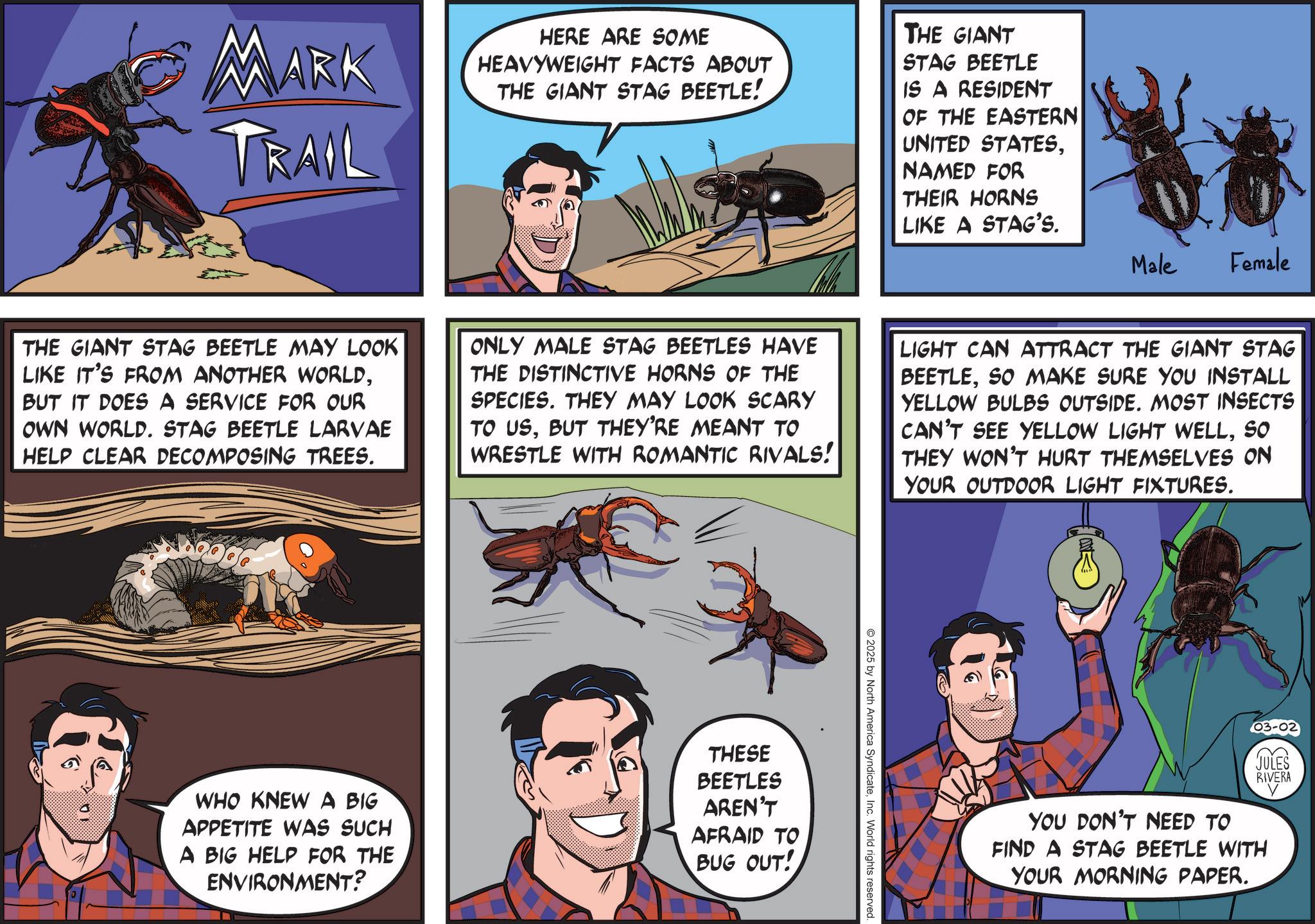 Animation OCR: MARK TRAIL HERE ARE SOME HEAVYWEIGHT FACTS ABOUT THE GIANT STAG BEETLE! THE GIANT STAG BEETLE IS A RESIDENT OF THE EASTERN UNITED STATESNAMED FOR THEIR HORNS LIKE A STAG'S. Male Female THE GIANT STAG BEETLE MAY LOOK LIKE IT'S FROM ANOTHER WORLDBUT IT DOES A SERVICE FOR OUR OWN WORLD. STAG BEETLE LARVAE HELP CLEAR DECOMPOSING TREES. ONLY MALE STAG BEETLES HAVE THE DISTINCTIVE HORNS OF THE SPECIES. THEY MAY LOOK SCARY TO USBUT THEY'RE MEANT TO WRESTLE WITH ROMANTIC RIVALS! LIGHT CAN ATTRACT THE GIANT STAG BEETLESO MAKE SURE YOU INSTALL YELLOW BULBS OUTSIDE. MOST INSECTS CAN'T SEE YELLOW LIGHT WELLSO THEY WON'T HURT THEMSELVES ON YOUR OUTDOOR LIGHT FIXTURES. WHO KNEW A BIG APPETITE WAS SUCH A BIG HELP FOR THE ENVIRONMENT? THESE BEETLES AREN'T AFRAID TO BUG OUT! 2025 by North America SyndicateInc. World rights reserved 03-02 JULES RIVERA V YOU DON'T NEED TO FIND A STAG BEETLE WITH YOUR MORNING PAPER. MARK TRAIL HERE ARE SOME HEAVYWEIGHT FACTS ABOUT THE GIANT STAG BEETLE ! THE GIANT STAG BEETLE IS A RESIDENT OF THE EASTERN UNITED STATESNAMED FOR THEIR HORNS LIKE A STAG'S . Male Female THE GIANT STAG BEETLE MAY LOOK LIKE IT'S FROM ANOTHER WORLDBUT IT DOES A SERVICE FOR OUR OWN WORLD . STAG BEETLE LARVAE HELP CLEAR DECOMPOSING TREES . ONLY MALE STAG BEETLES HAVE THE DISTINCTIVE HORNS OF THE SPECIES . THEY MAY LOOK SCARY TO USBUT THEY'RE MEANT TO WRESTLE WITH ROMANTIC RIVALS ! LIGHT CAN ATTRACT THE GIANT STAG BEETLESO MAKE SURE YOU INSTALL YELLOW BULBS OUTSIDE . MOST INSECTS CAN'T SEE YELLOW LIGHT WELLSO THEY WON'T HURT THEMSELVES ON YOUR OUTDOOR LIGHT FIXTURES . WHO KNEW A BIG APPETITE WAS SUCH A BIG HELP FOR THE ENVIRONMENT ? THESE BEETLES AREN'T AFRAID TO BUG OUT ! 2025 by North America SyndicateInc. World rights reserved 03-02 JULES RIVERA V YOU DON'T NEED TO FIND A STAG BEETLE WITH YOUR MORNING PAPER .