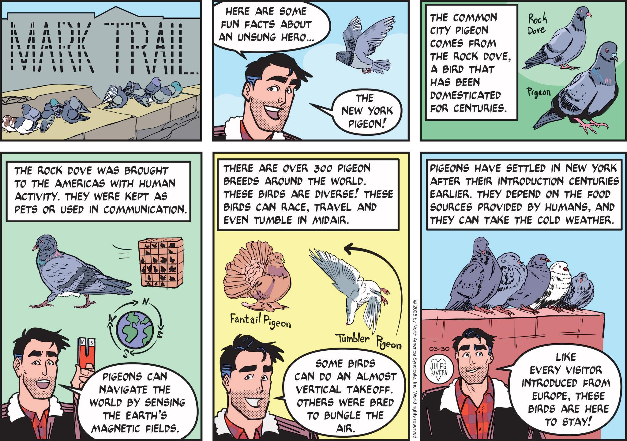 Fiction OCR: MARK TRAIL HERE ARE SOME FUN FACTS ABOUT AN UNSUNG HERO... THE NEW YORK PIGEON! THE COMMON CITY PIGEON COMES FROM THE ROCK DOVEA BIRD THAT HAS BEEN DOMESTICATED FOR CENTURIES. Rock Dove Pigeon THE ROCK DOVE WAS BROUGHT TO THE AMERICAS WITH HUMAN ACTIVITY. THEY WERE KEPT AS PETS OR USED IN COMMUNICATION. THERE ARE OVER 300 PIGEON BREEDS AROUND THE WORLD. THESE BIRDS ARE DIVERSE! THESE BIRDS CAN RACETRAVEL AND EVEN TUMBLE IN MIDAIR. PIGEONS HAVE SETTLED IN NEW YORK AFTER THEIR INTRODUCTION CENTURIES EARLIER. THEY DEPEND ON THE FOOD SOURCES PROVIDED BY HUMANSAND THEY CAN TAKE THE COLD WEATHER. 03-30 JULES RIVERA LIKE EVERY VISITOR INTRODUCED FROM EUROPETHESE BIRDS ARE HERE TO STAY! 2025 by North America SyndicateInc. World rights reserved >4 PIGEONS CAN NAVIGATE THE WORLD BY SENSING THE EARTH'S MAGNETIC FIELDS. Fantail Pigeon Tumbler Pigeon SOME BIRDS CAN DO AN ALMOST VERTICAL TAKE OFF. OTHERS WERE BRED TO BUNGLE THE AIR. MARK TRAIL HERE ARE SOME FUN FACTS ABOUT AN UNSUNG HERO ... THE NEW YORK PIGEON ! THE COMMON CITY PIGEON COMES FROM THE ROCK DOVEA BIRD THAT HAS BEEN DOMESTICATED FOR CENTURIES . Rock Dove Pigeon THE ROCK DOVE WAS BROUGHT TO THE AMERICAS WITH HUMAN ACTIVITY . THEY WERE KEPT AS PETS OR USED IN COMMUNICATION . THERE ARE OVER 300 PIGEON BREEDS AROUND THE WORLD . THESE BIRDS ARE DIVERSE ! THESE BIRDS CAN RACETRAVEL AND EVEN TUMBLE IN MIDAIR . PIGEONS HAVE SETTLED IN NEW YORK AFTER THEIR INTRODUCTION CENTURIES EARLIER . THEY DEPEND ON THE FOOD SOURCES PROVIDED BY HUMANSAND THEY CAN TAKE THE COLD WEATHER . 03-30 JULES RIVERA LIKE EVERY VISITOR INTRODUCED FROM EUROPETHESE BIRDS ARE HERE TO STAY ! 2025 by North America SyndicateInc. World rights reserved > 4 PIGEONS CAN NAVIGATE THE WORLD BY SENSING THE EARTH'S MAGNETIC FIELDS . Fantail Pigeon Tumbler Pigeon SOME BIRDS CAN DO AN ALMOST VERTICAL TAKE OFF . OTHERS WERE BRED TO BUNGLE THE AIR .