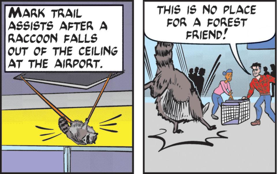 Photo caption OCR: MARK TRAIL ASSISTS AFTER A RACCOON FALLS OUT OF THE CEILING AT THE AIRPORT. THIS IS NO PLACE FOR A FOREST FRIEND! W MARK TRAIL ASSISTS AFTER A RACCOON FALLS OUT OF THE CEILING AT THE AIRPORT . THIS IS NO PLACE FOR A FOREST FRIEND ! W