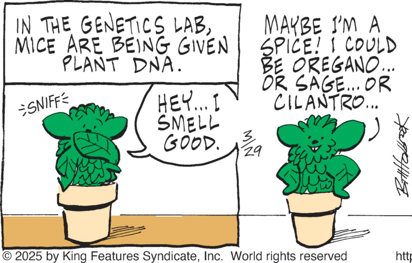Fictional character OCR: IN THE GENETICS LABMICE ARE BEING GIVEN PLANT DNA. =SNIFFE HEY... I MAYBE I'M A SPICE! I COULD BE OREGANO... OR SAGE... OR CILANTRO... SMELL GOOD. 3 29 Bitttabbrook © 2025 by King Features SyndicateInc. World rights reserved http IN THE GENETICS LABMICE ARE BEING GIVEN PLANT DNA . = SNIFFE HEY ... I MAYBE I'M A SPICE ! I COULD BE OREGANO ... OR SAGE ... OR CILANTRO ... SMELL GOOD . 3 29 Bitttabbrook © 2025 by King Features SyndicateInc. World rights reserved http