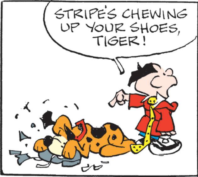 Clip art OCR: STRIPE'S CHEWING UP YOUR SHOESTIGER! STRIPE'S CHEWING UP YOUR SHOESTIGER !