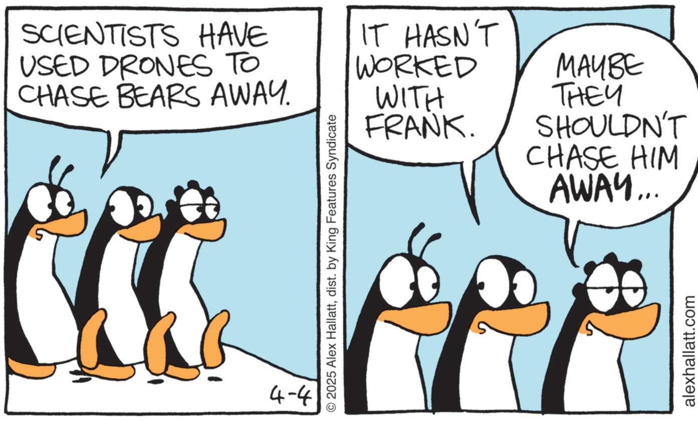 Penguin OCR: SCIENTISTS HAVE USED DRONES TO CHASE BEARS AWAY. 4-4 © 2025 Alex Hallattdist. by King Features Syndicate IT HASN'T WORKED WITH FRANK. MAYBE THEY SHOULDN'T CHASE HIM AWAY... alexhallatt.com SCIENTISTS HAVE USED DRONES TO CHASE BEARS AWAY . 4-4 © 2025 Alex Hallattdist . by King Features Syndicate IT HASN'T WORKED WITH FRANK . MAYBE THEY SHOULDN'T CHASE HIM AWAY ... alexhallatt.com