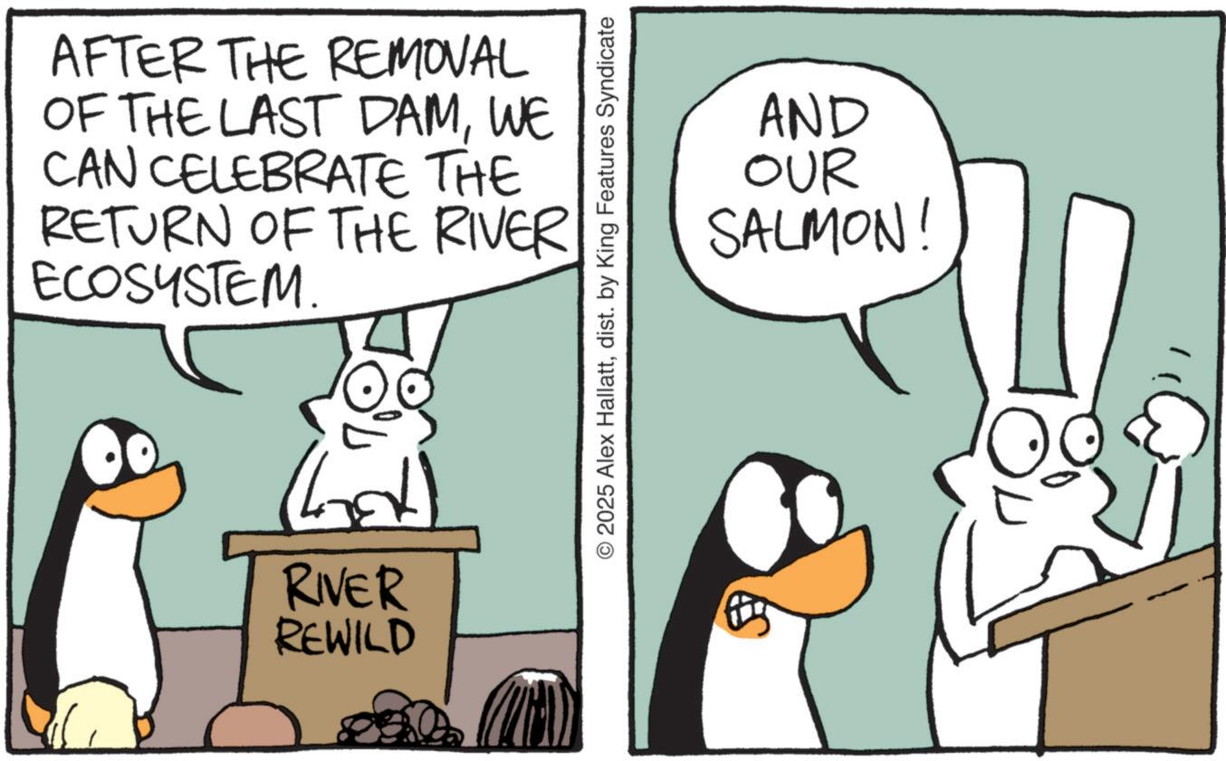 Animated cartoon OCR: AFTER THE REMOVAL OF THE LAST DAMWE CAN CELEBRATE THE RETURN OF THE RIVER ECOSYSTEM. RIVER REWILD © 2025 Alex Hallattdist. by King Features Syndicate AND OUR SALMON! AFTER THE REMOVAL OF THE LAST DAMWE CAN CELEBRATE THE RETURN OF THE RIVER ECOSYSTEM . RIVER REWILD © 2025 Alex Hallattdist . by King Features Syndicate AND OUR SALMON !